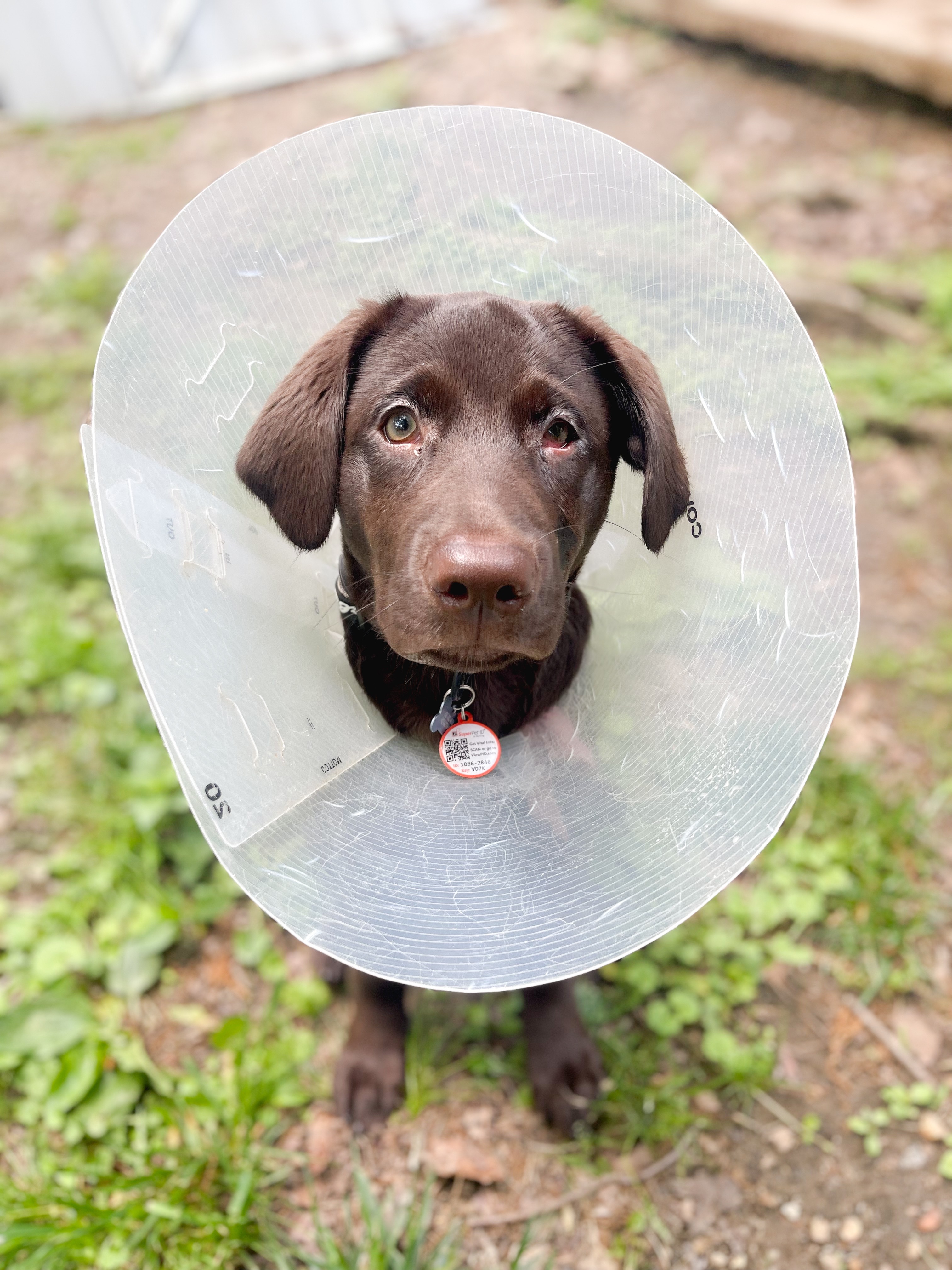 Jax's Eye Surgery: A Chance for Relief campaign photo, 5 of 8