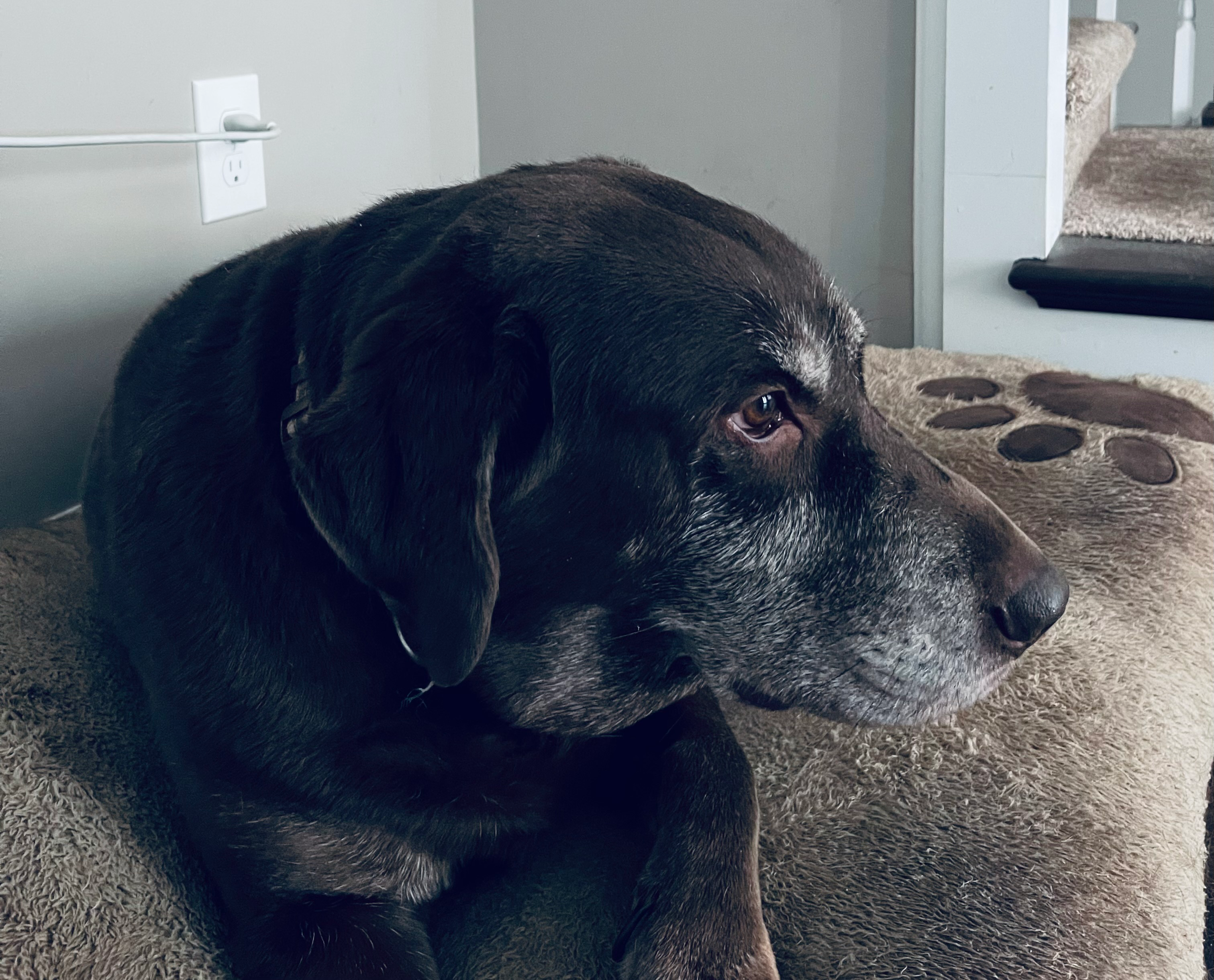 Help Mike Honor His Loyal Friend Samson campaign photo, 2 of 4