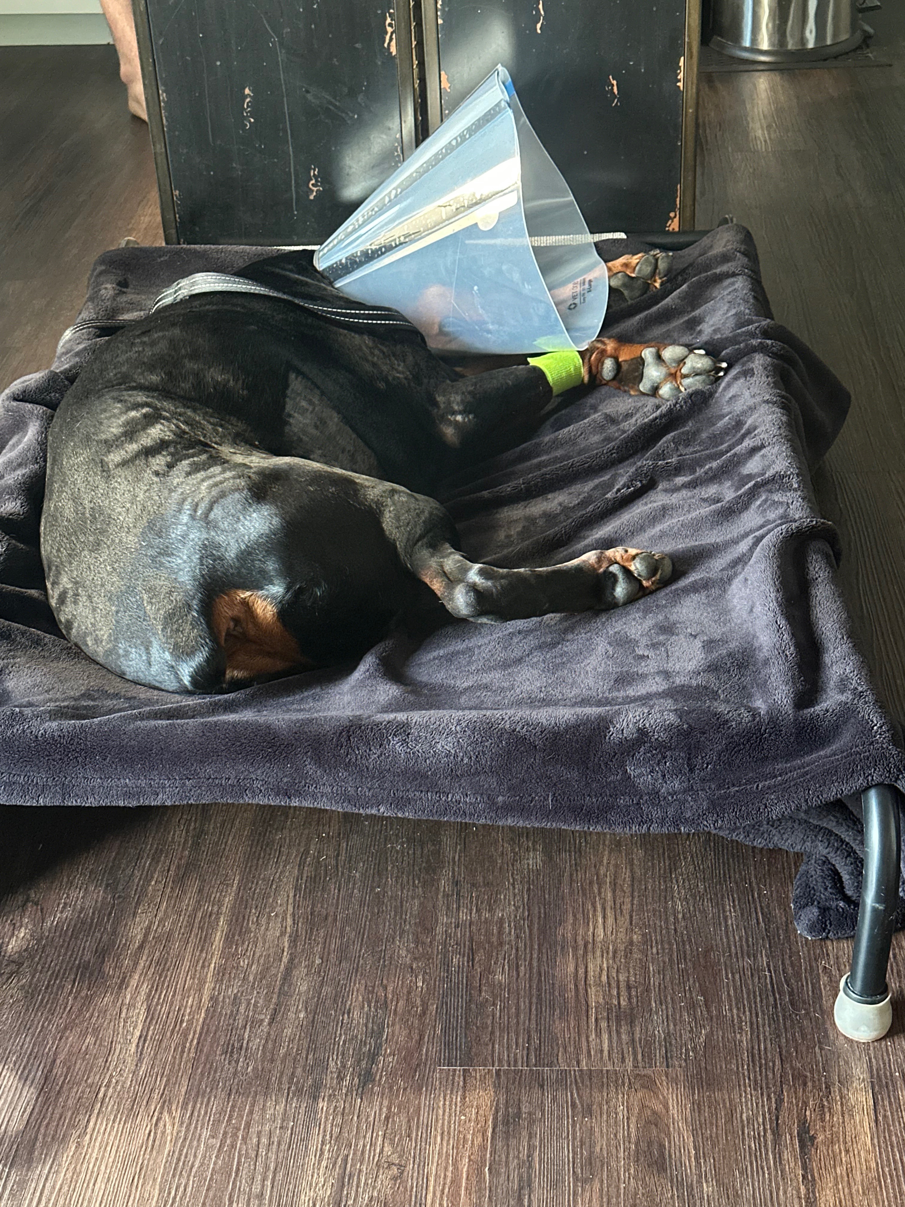 Ace's Journey: Medical Care Support Needed campaign photo, 4 of 8