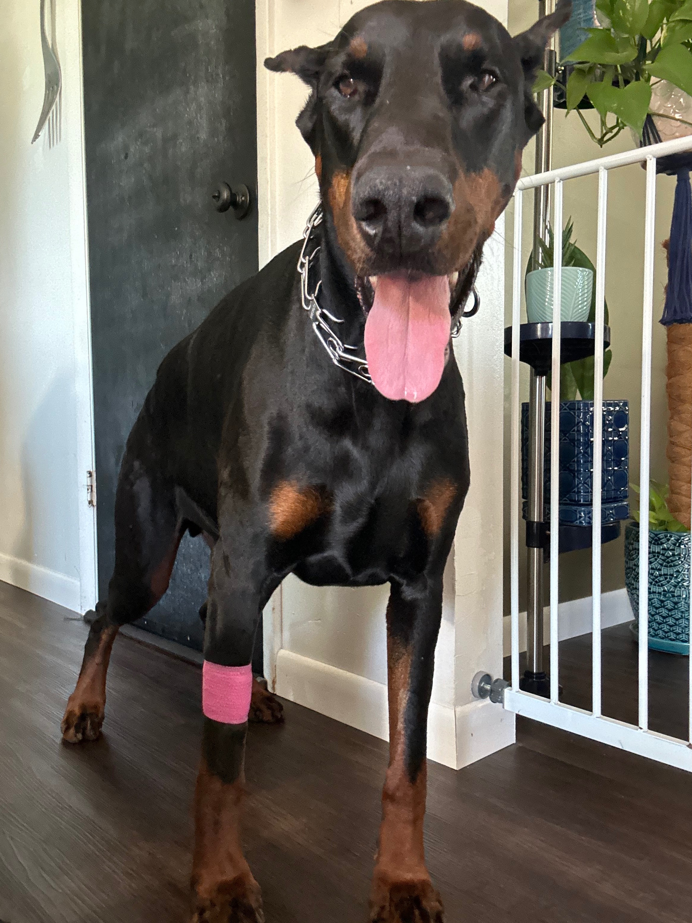 Ace's Journey: Medical Care Support Needed campaign photo, 5 of 8