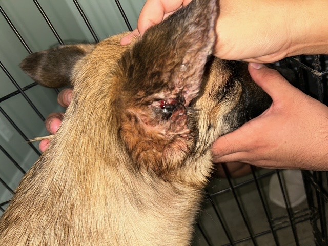 Help Katana Heal After a Tragic Incident campaign photo, 6 of 8