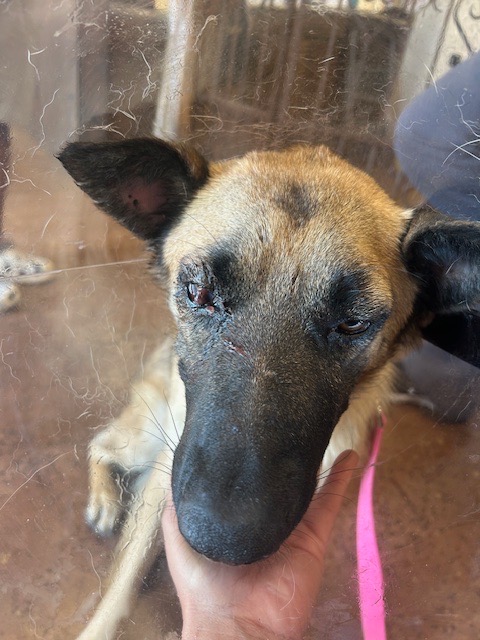 Help Katana Heal After a Tragic Incident campaign photo, 5 of 8