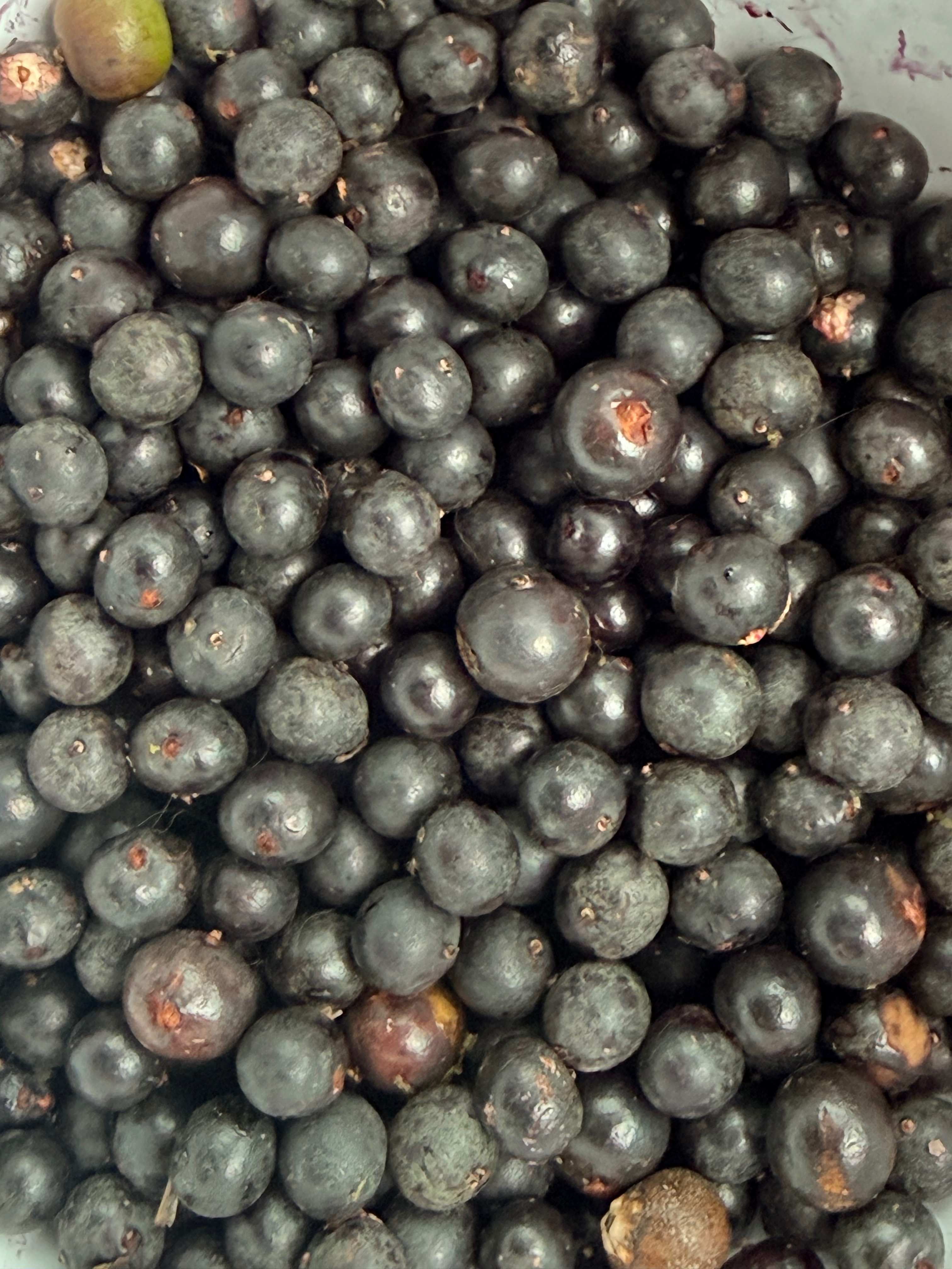 Help Us Build Our Women-Owned Tropical Fruit Farm campaign photo, 5 of 8