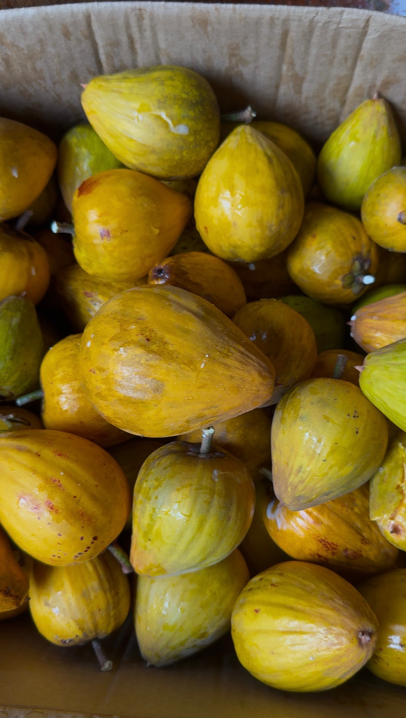 Help Us Build Our Women-Owned Tropical Fruit Farm campaign photo, 6 of 8