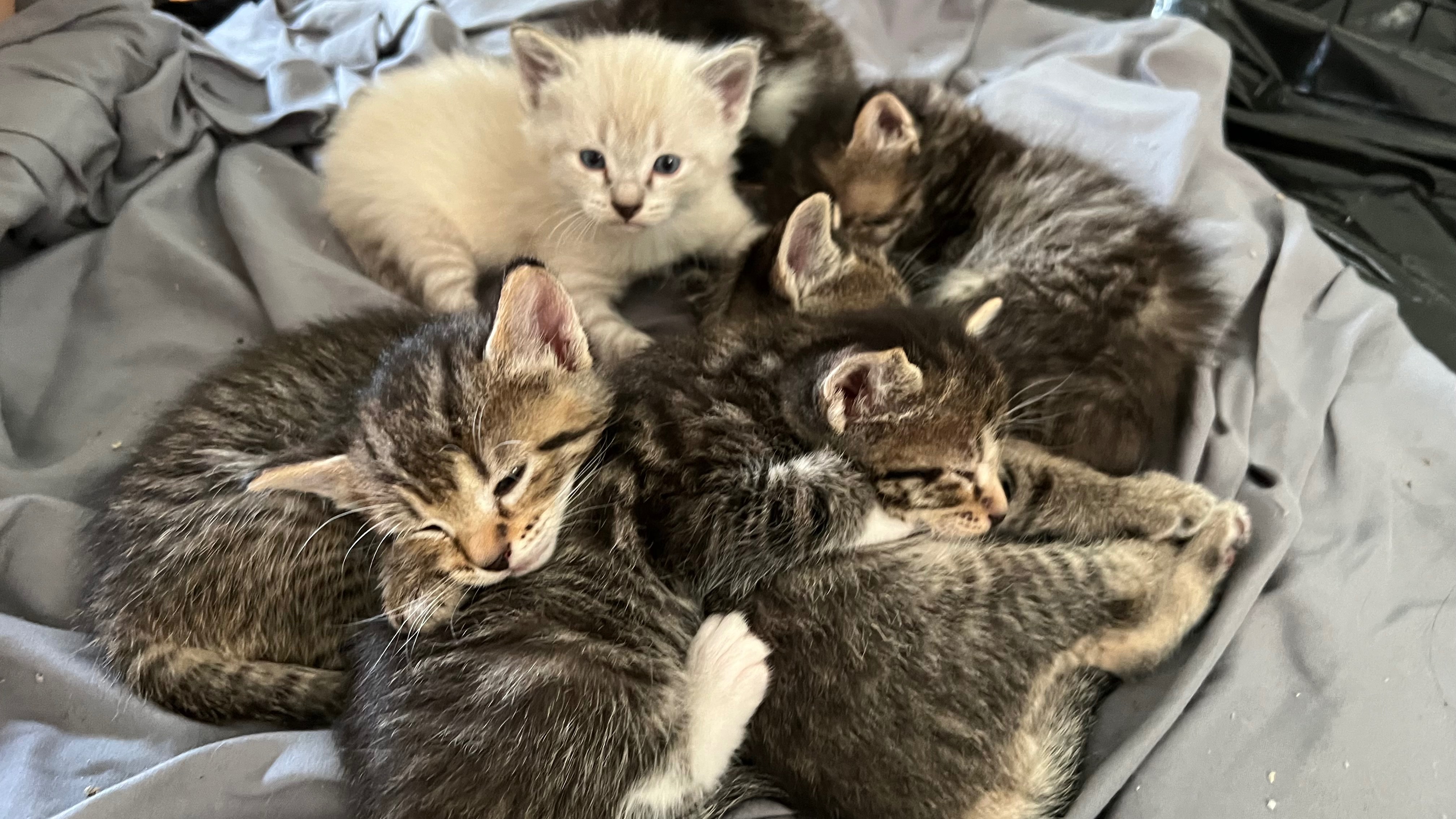 Help Stray Kittens Get Vet Care campaign photo, 7 of 8