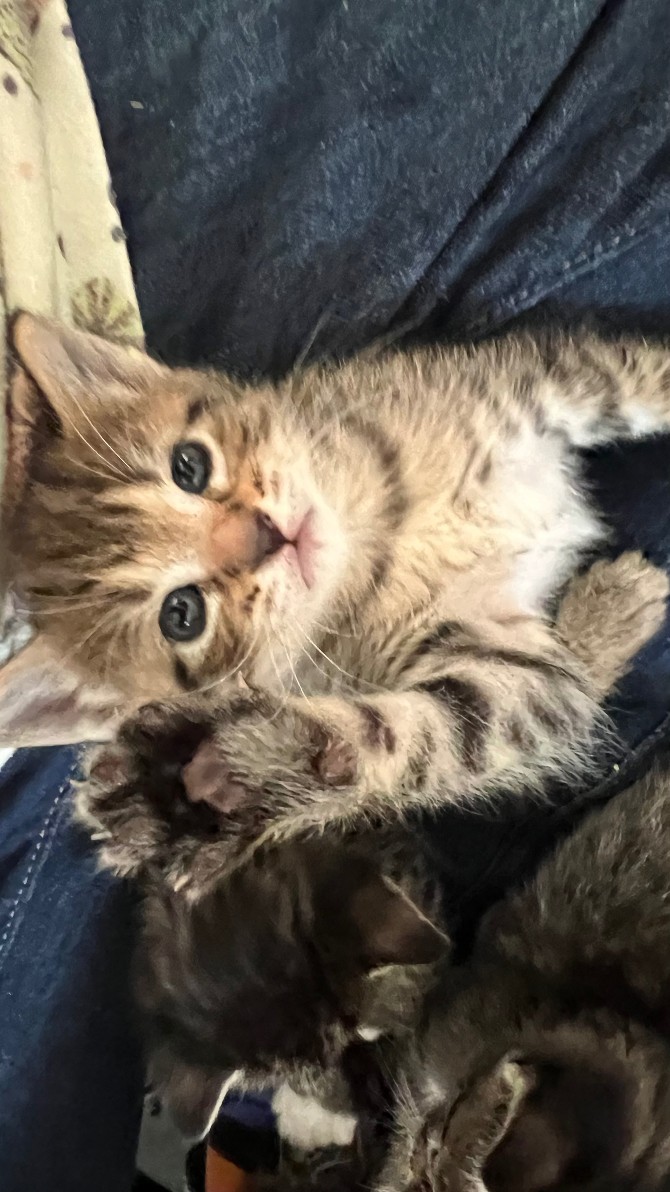 Help Stray Kittens Get Vet Care campaign photo, 2 of 8