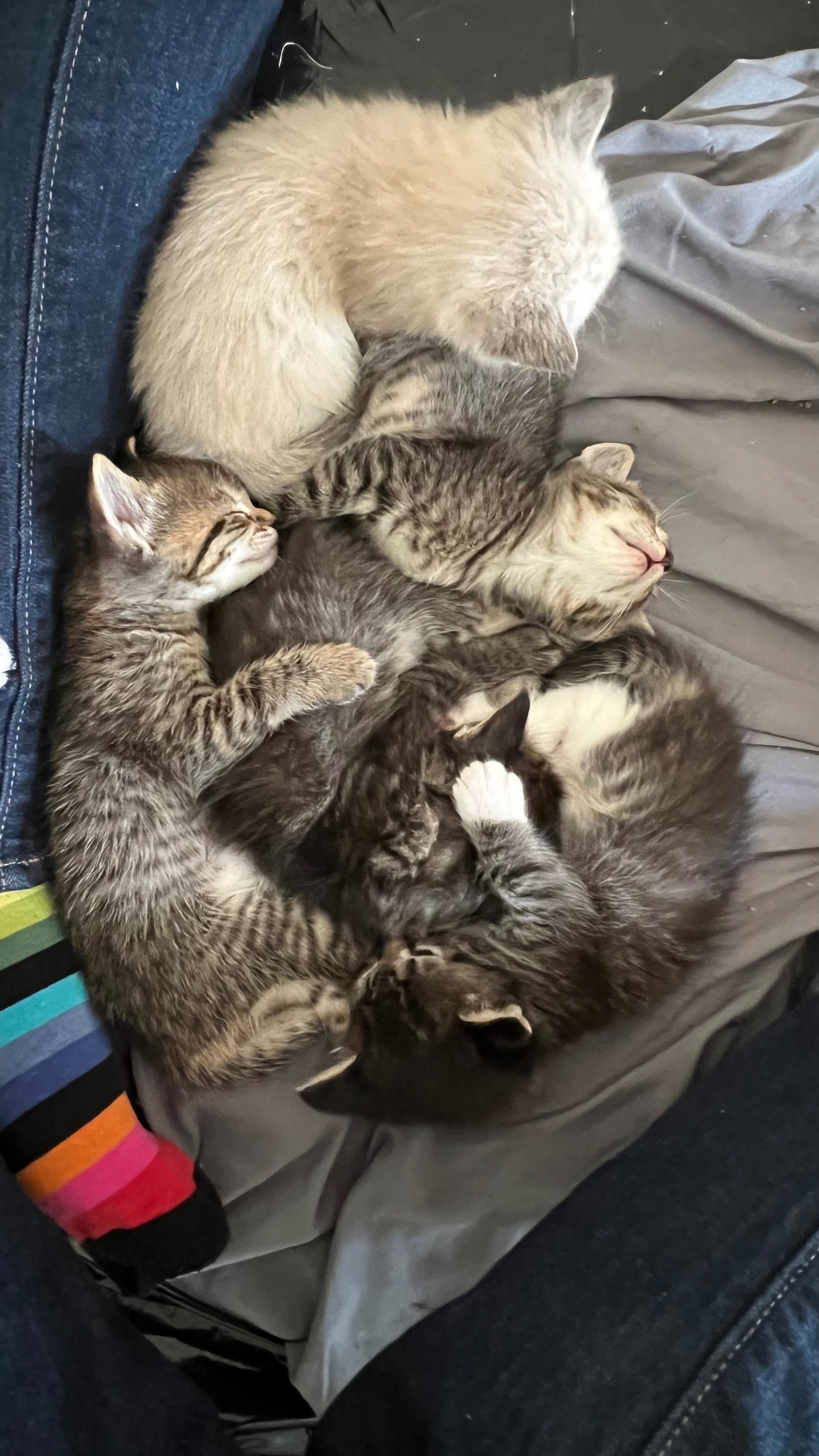 Help Stray Kittens Get Vet Care campaign photo, 4 of 8