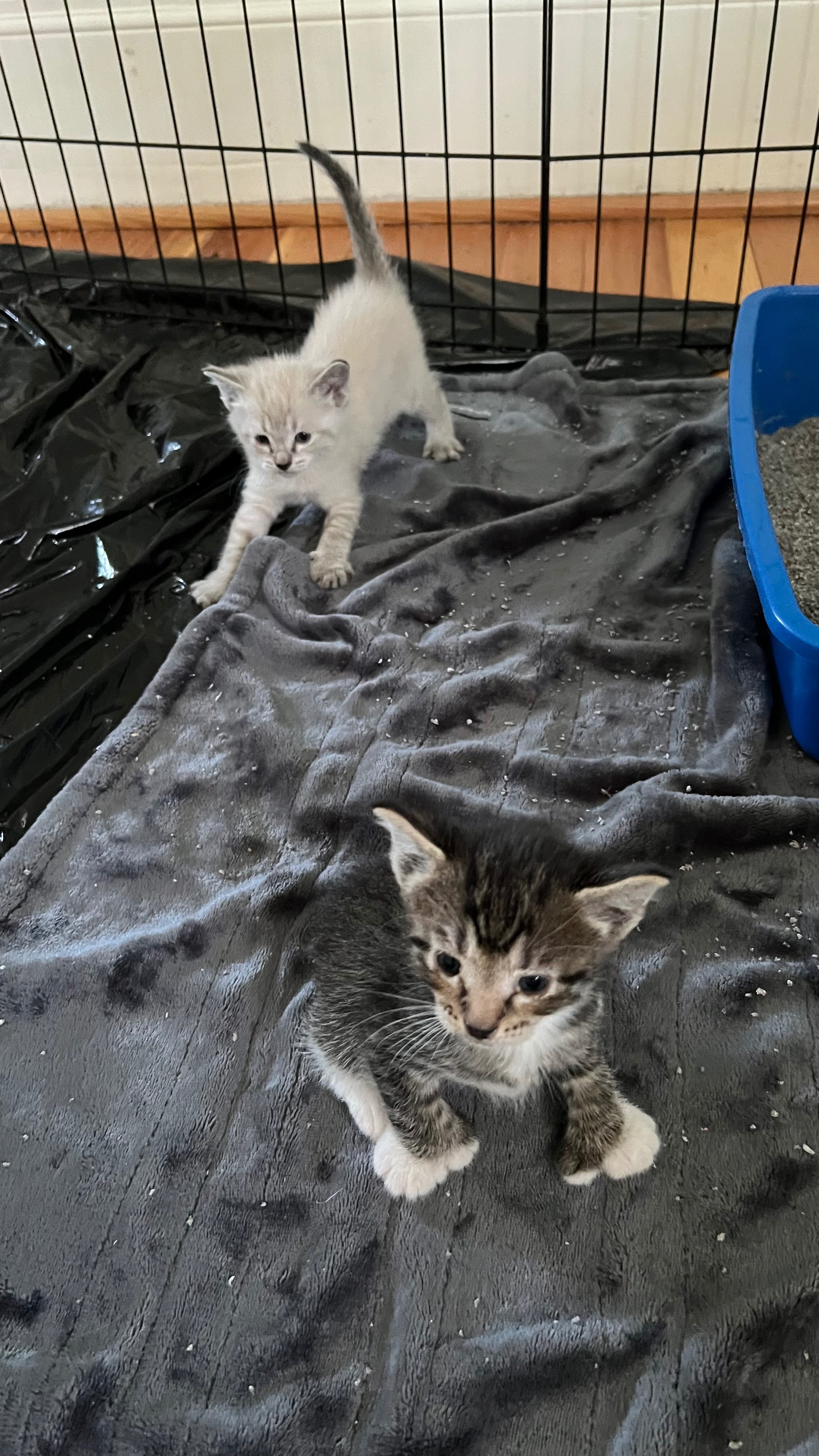 Help Stray Kittens Get Vet Care campaign photo, 5 of 8