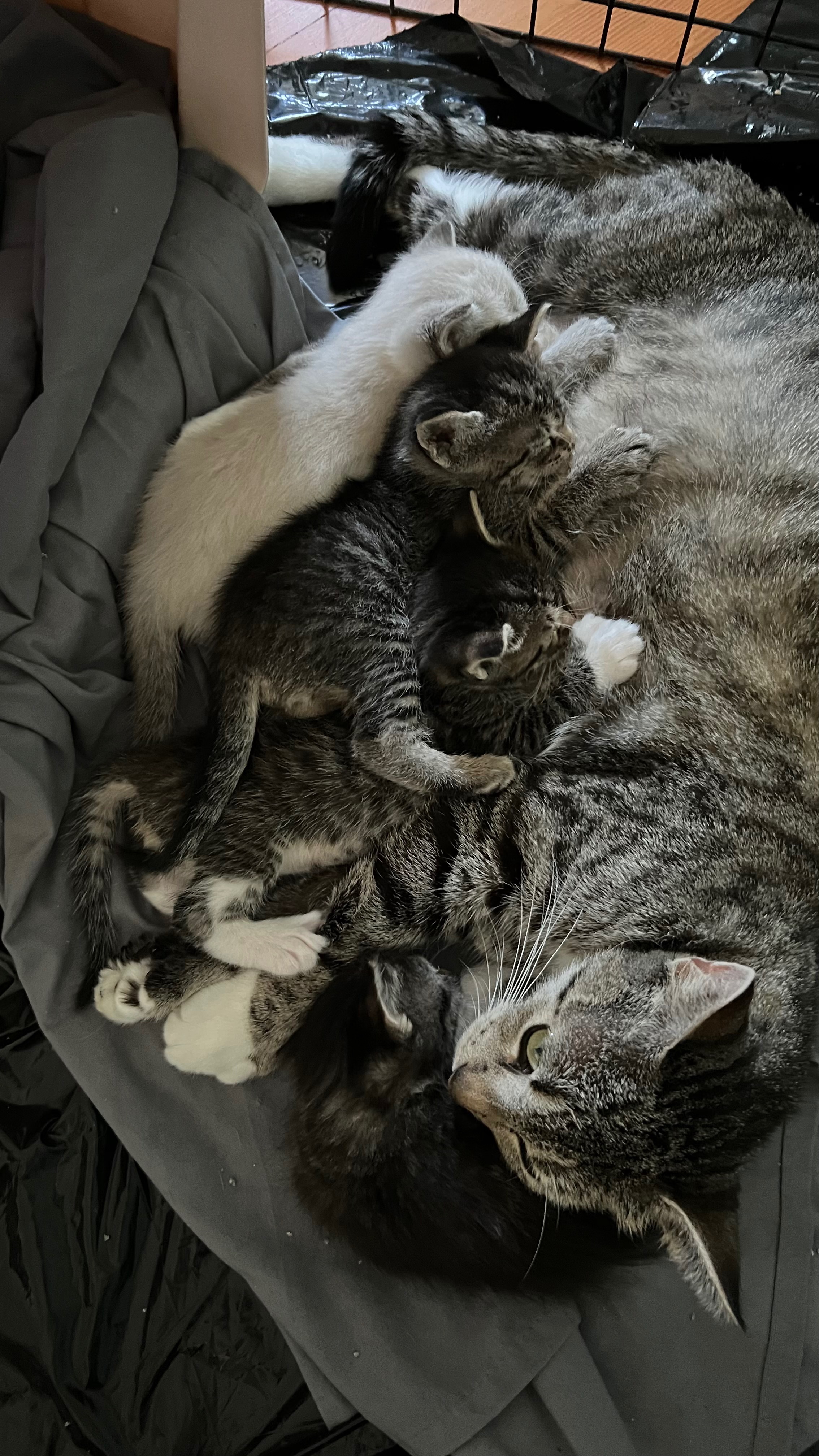 Help Stray Kittens Get Vet Care campaign photo, 6 of 8