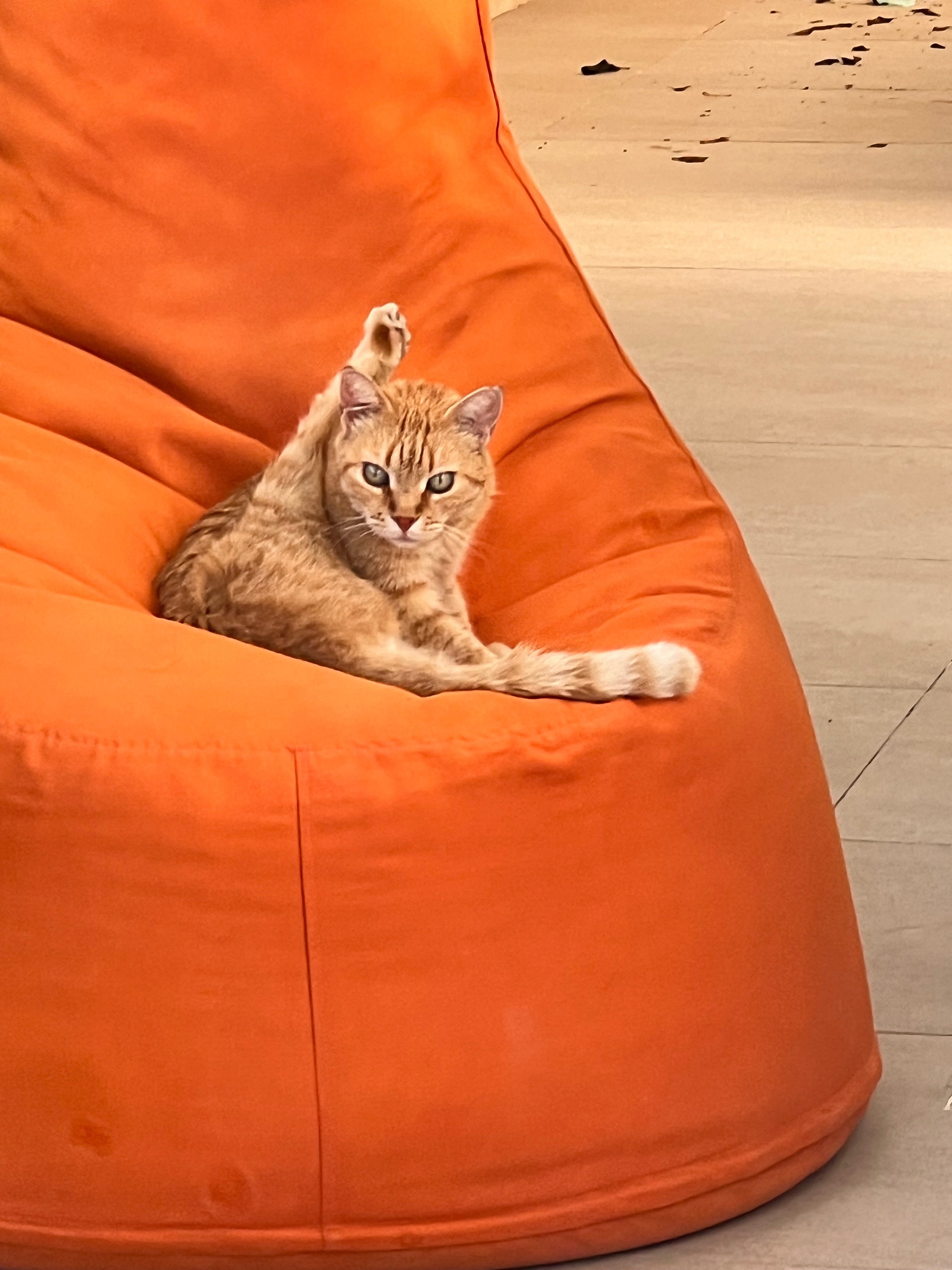 Help bring a stray cat to the Uk campaign photo, 2 of 6