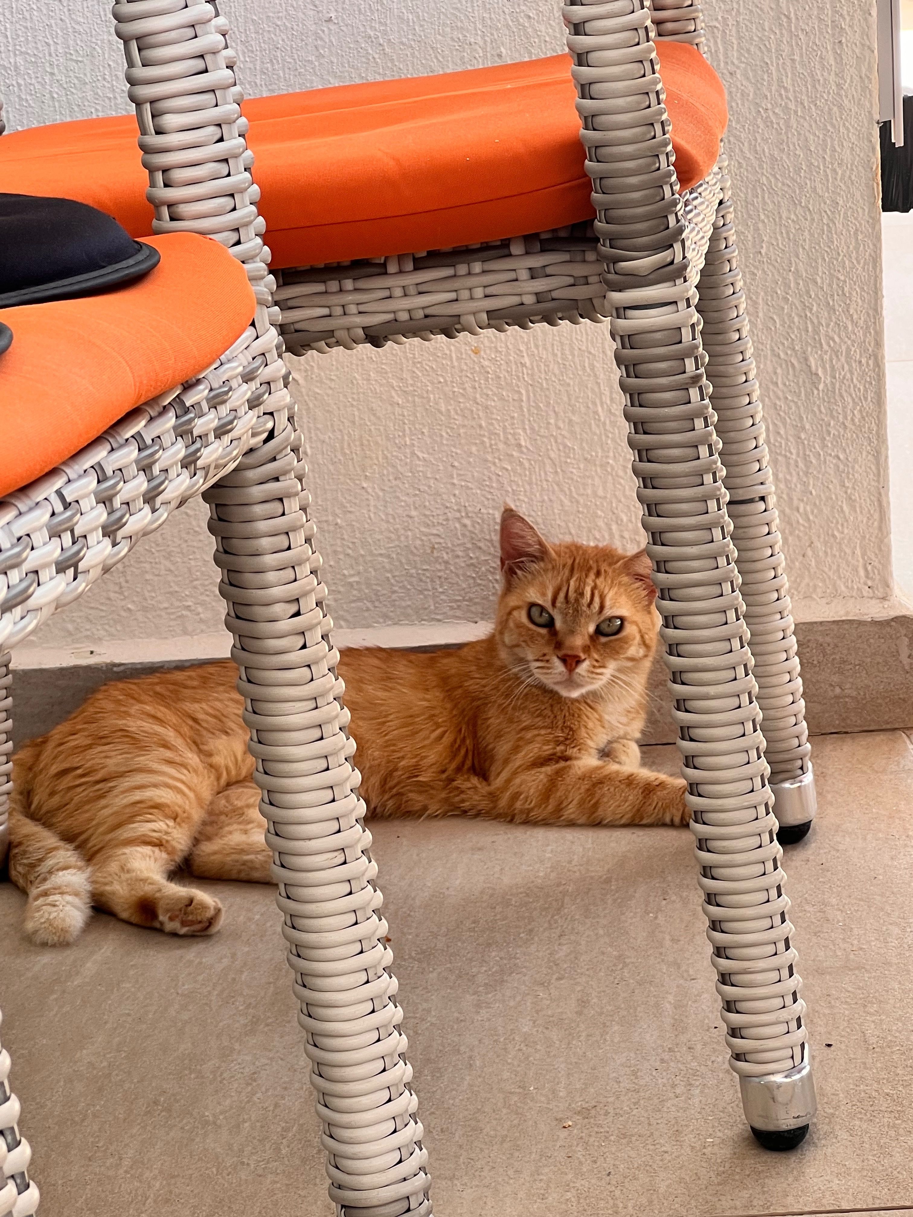Help bring a stray cat to the Uk campaign photo, 4 of 6