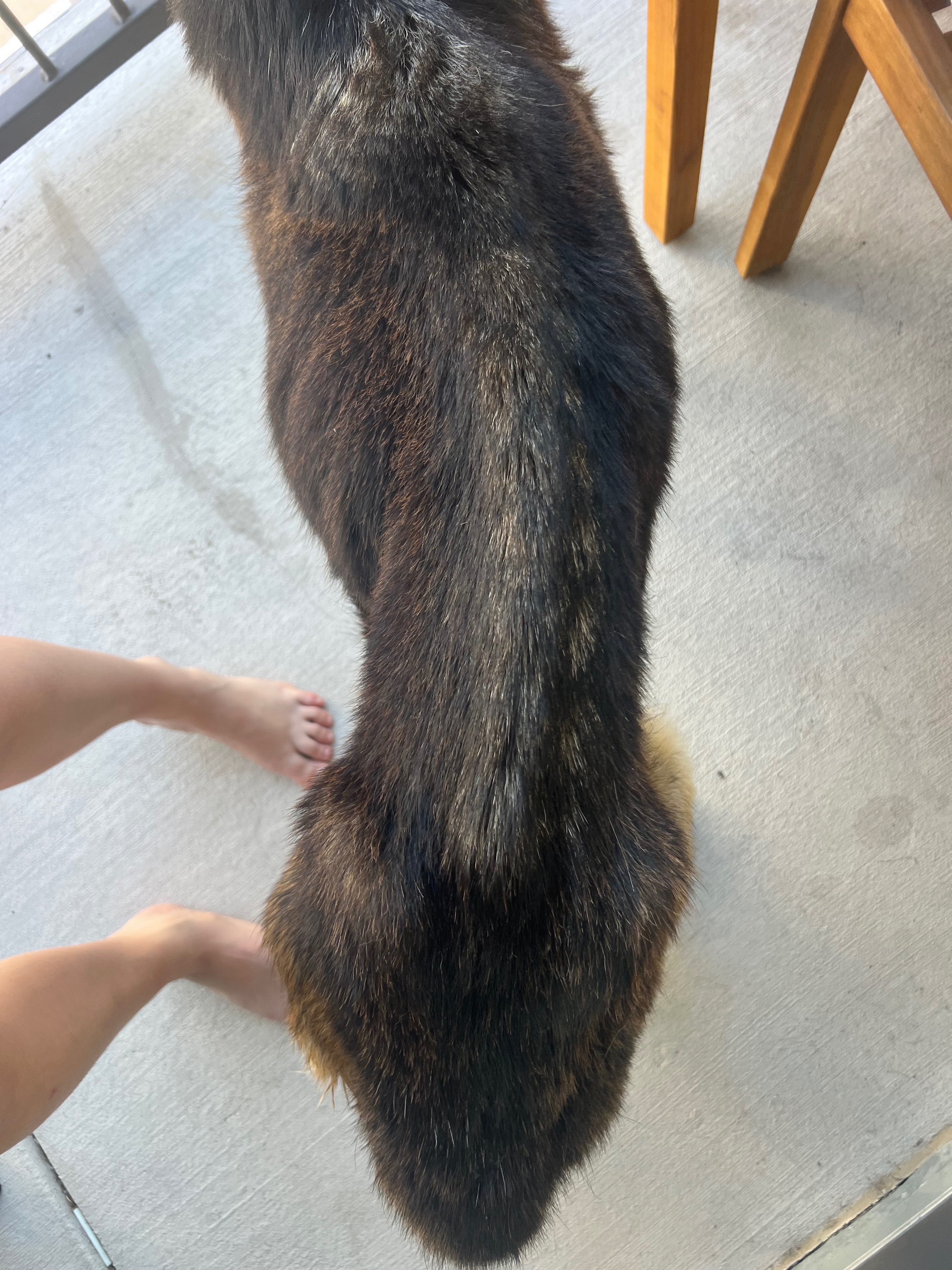 Help save a senior stray dog and help her recover❤️ campaign photo, 4 of 8