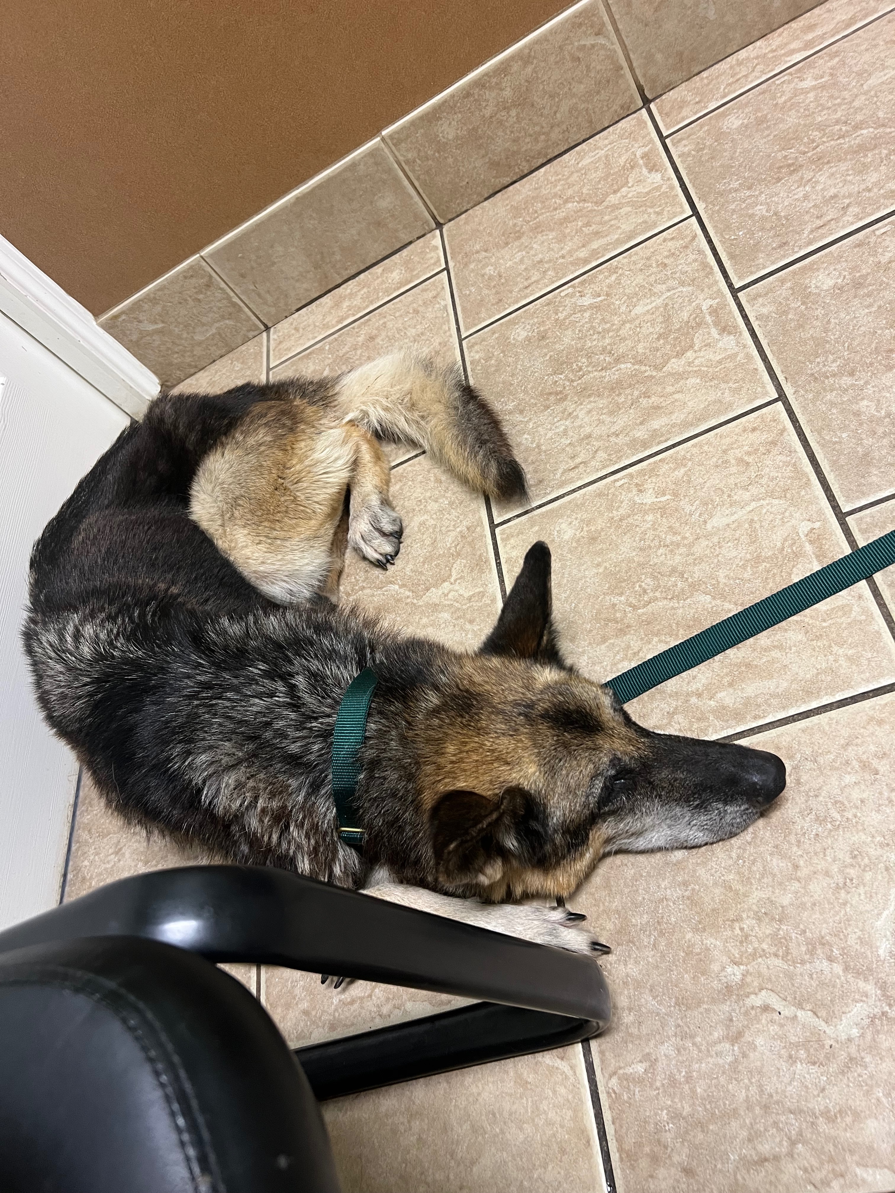 Help save a senior stray dog and help her recover❤️ campaign photo, 5 of 8