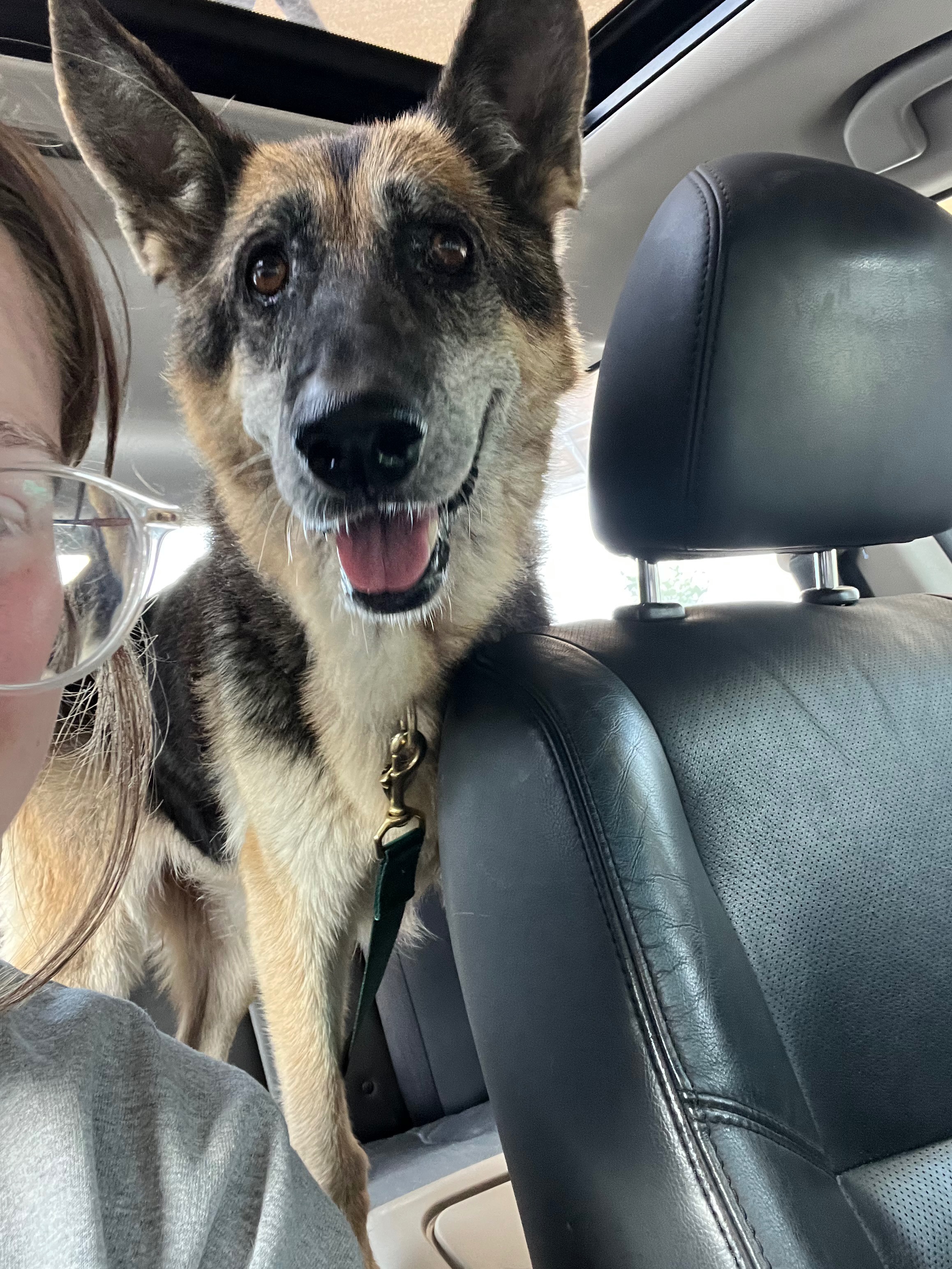 Help save a senior stray dog and help her recover❤️ campaign photo, 6 of 8
