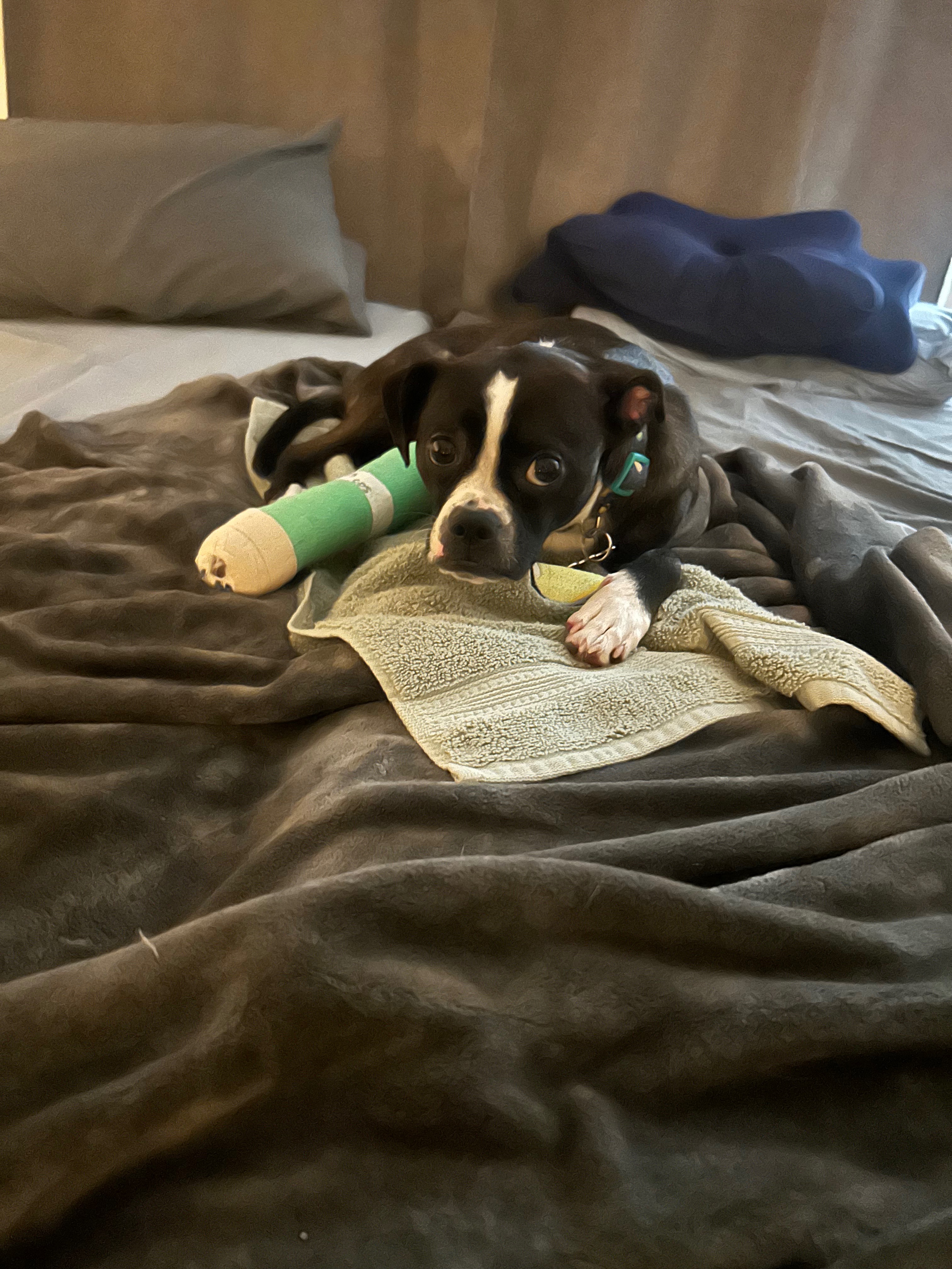 Fusion Surgery for Our Precious Dog campaign photo, 5 of 6