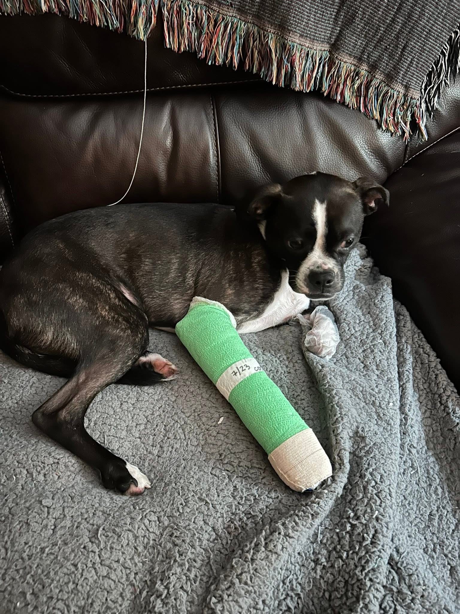 Fusion Surgery for Our Precious Dog campaign photo, 2 of 6