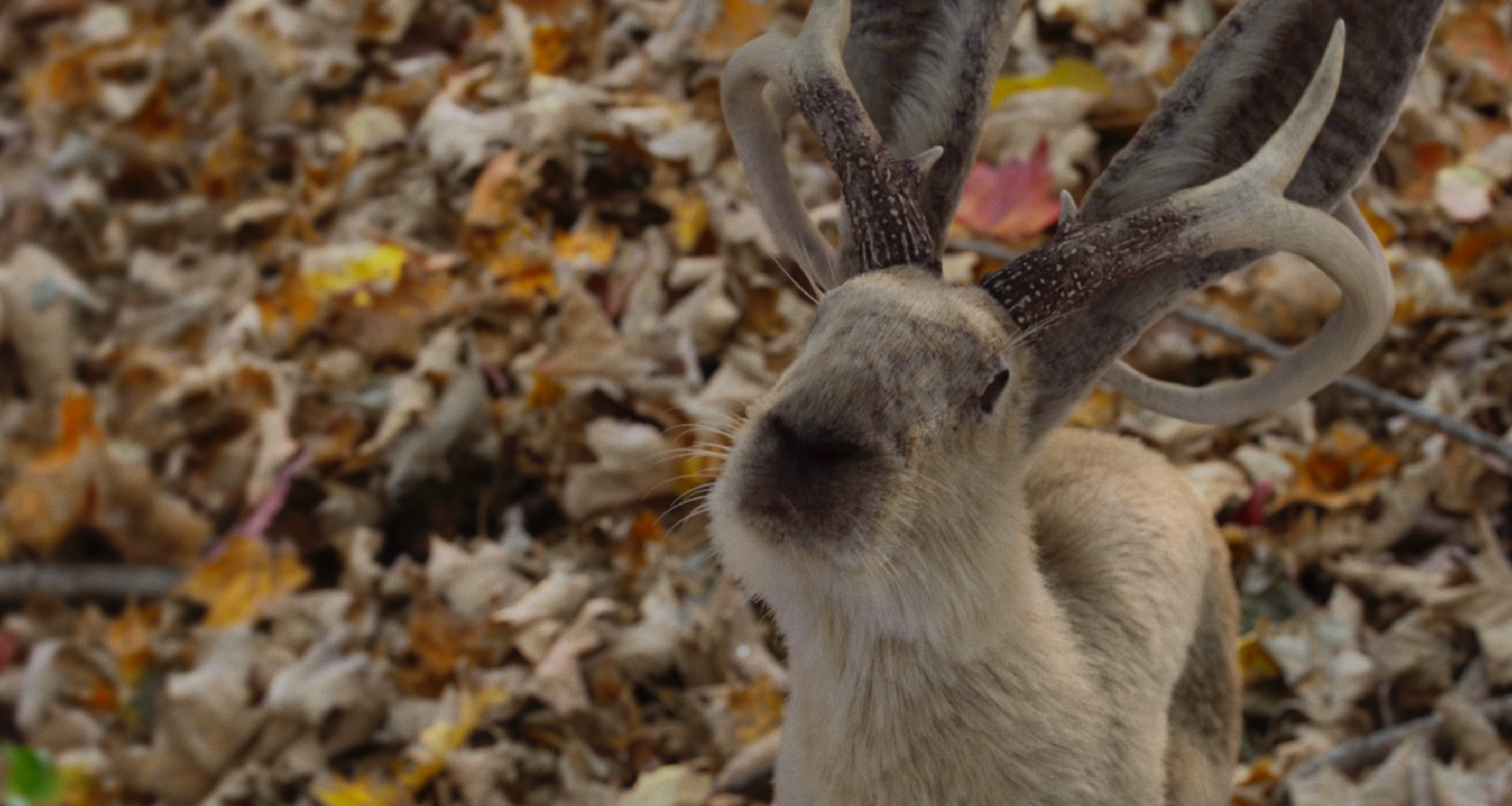 User-uploaded image 1