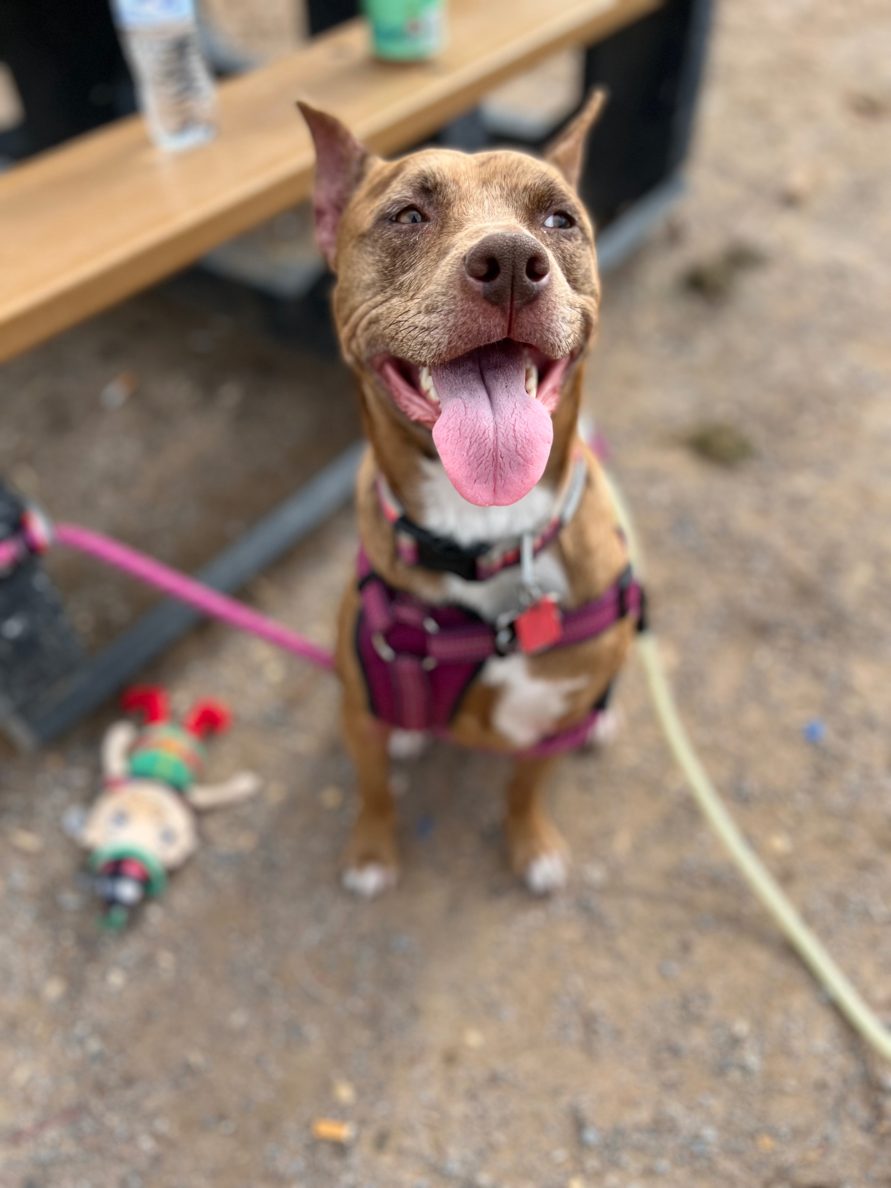 Help our puppy walk again after injury ❤️ campaign photo, 2 of 4