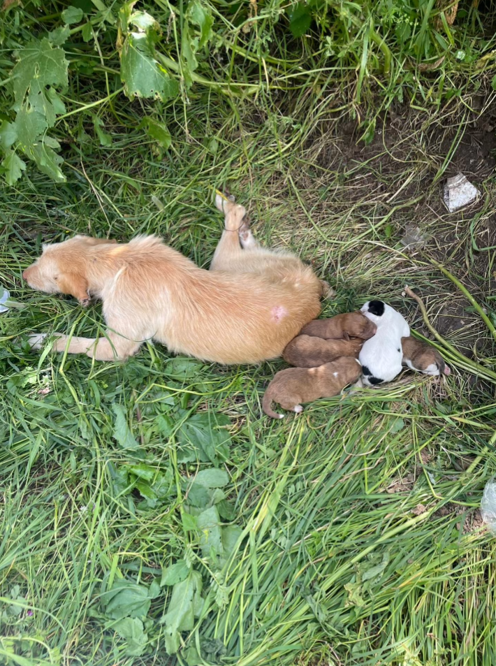 Mãe Coragem e os seus 5 Bebes - Mama Dog & Her 5 Puppies campaign photo, 5 of 6