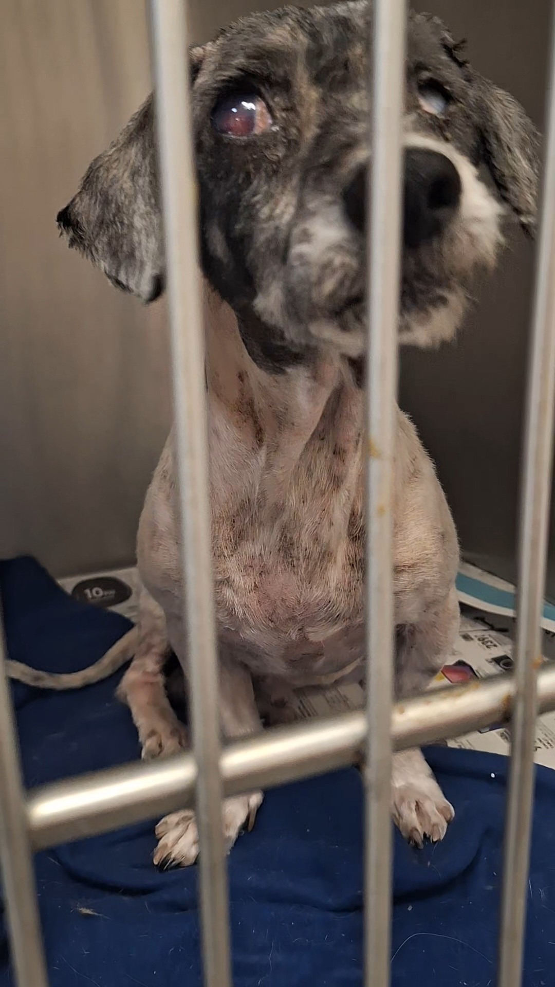 From Streets to Sanctuary – A Final Chance at Love campaign photo, 4 of 8