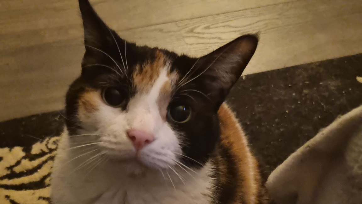 Geef Nala een tweede kans. photo