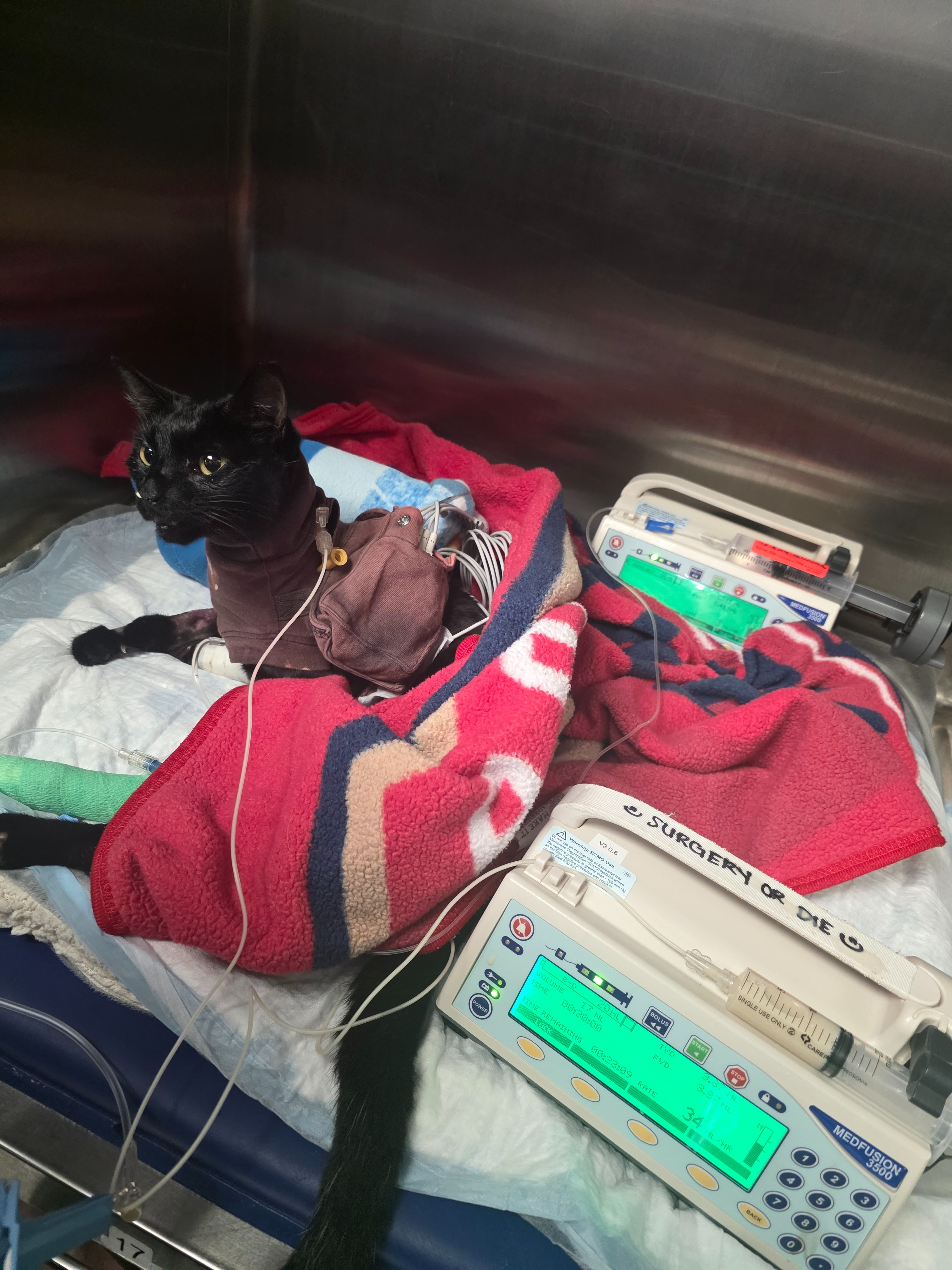 Gru's $14,600 Hospital Bill Needs Your Help campaign photo, 2 of 8