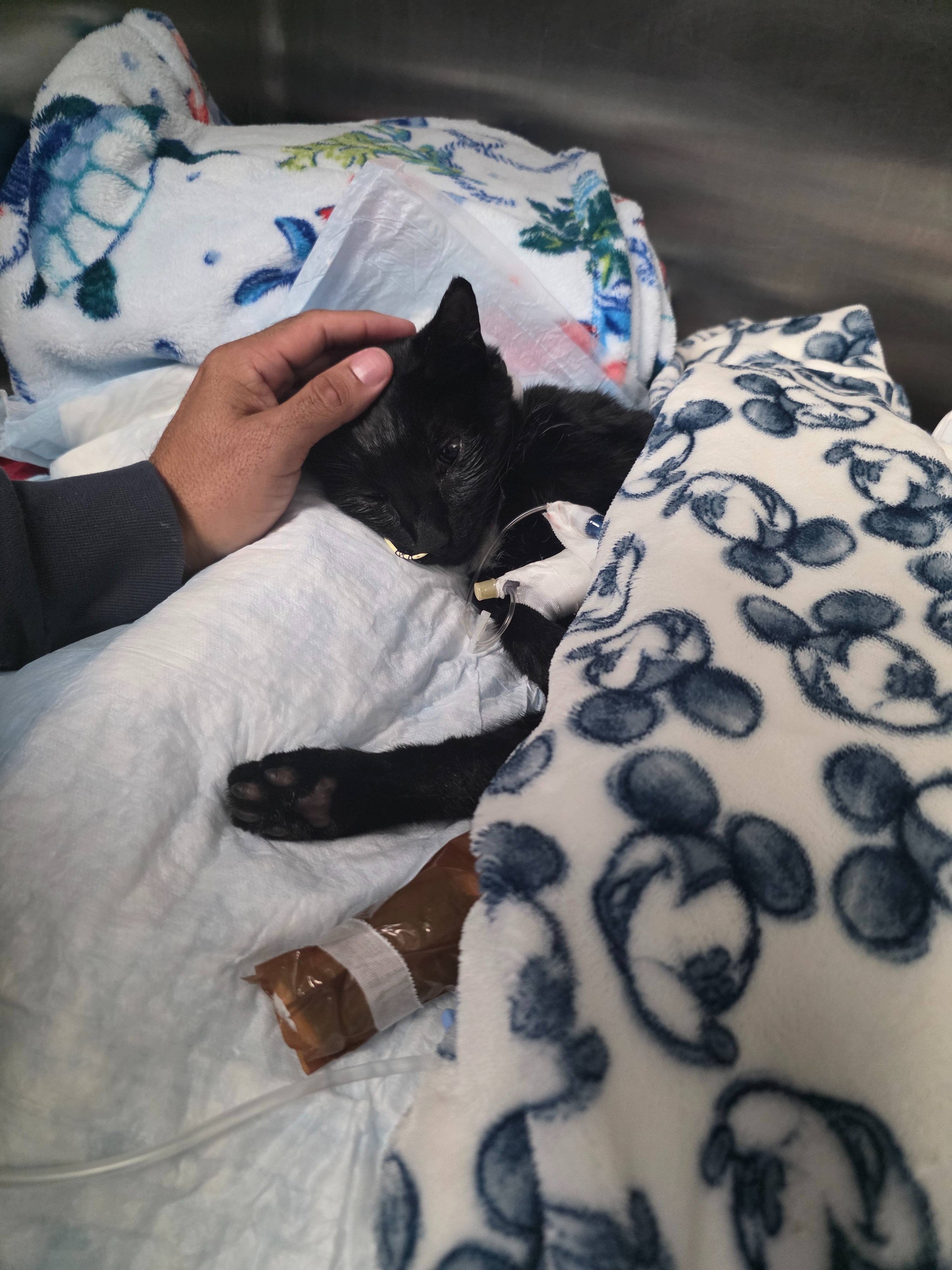 Gru's $14,600 Hospital Bill Needs Your Help campaign photo, 4 of 8