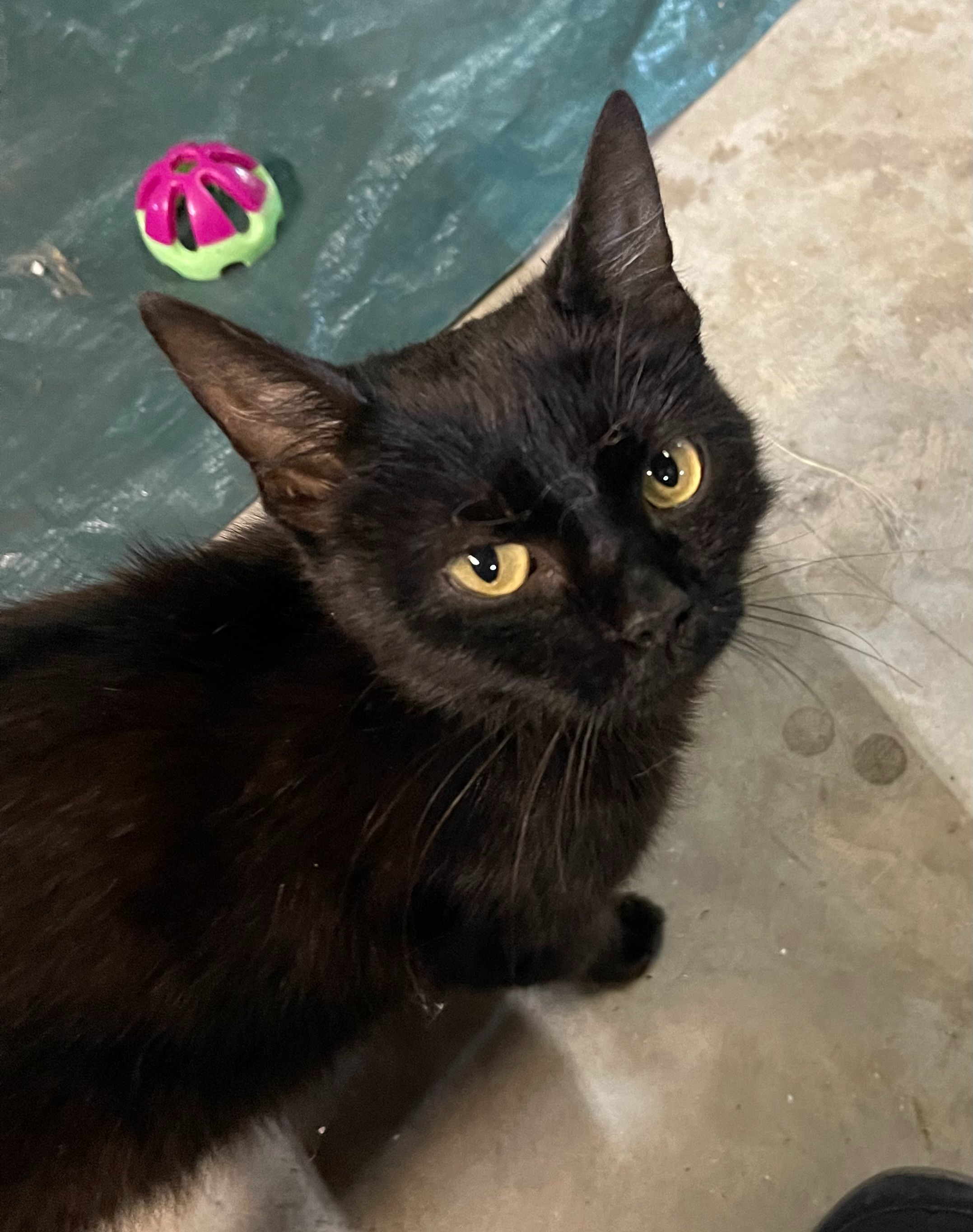 Support a Disabled Cat Rescuer's Mission campaign photo, 7 of 8