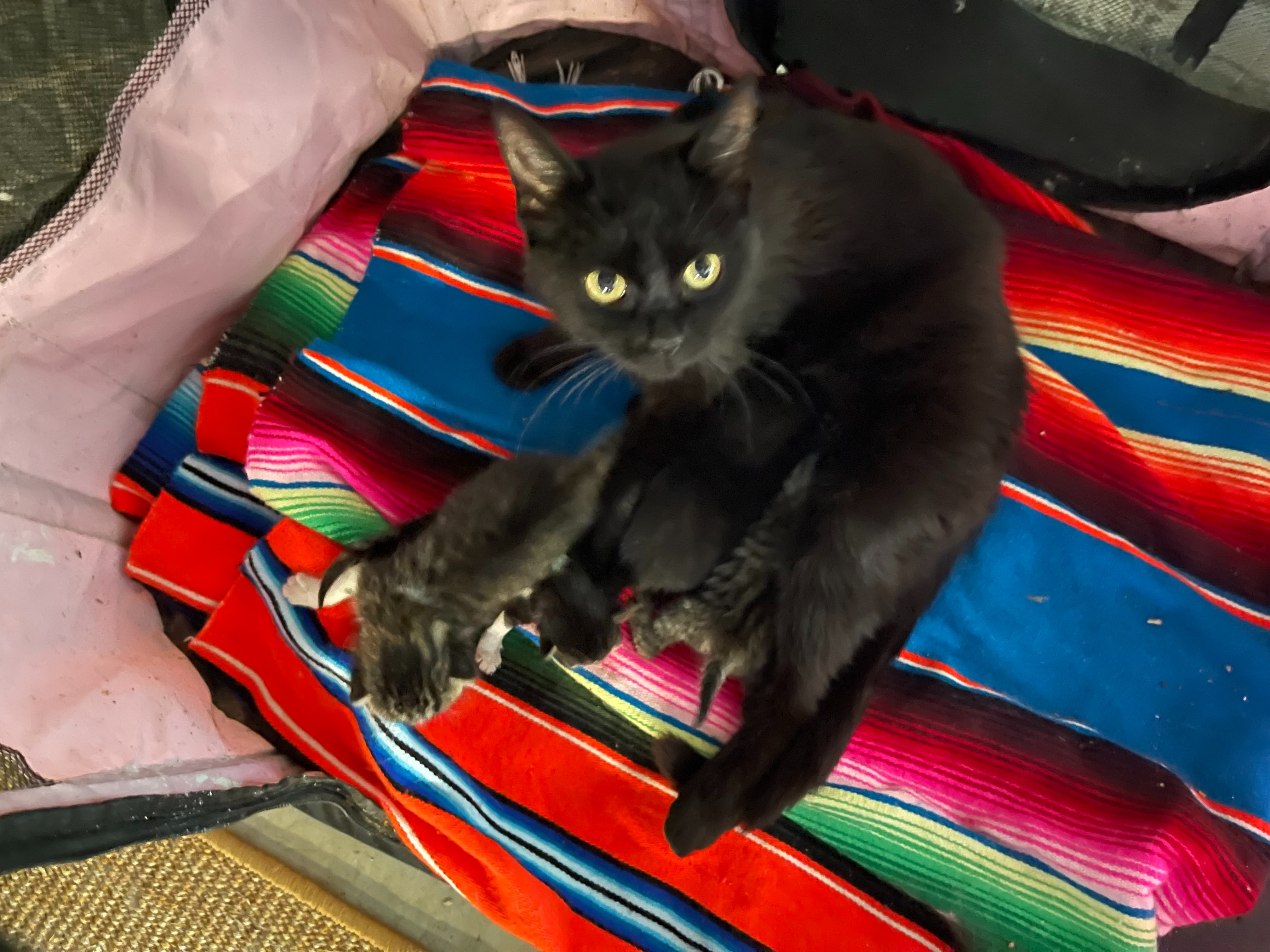 Support a Disabled Cat Rescuer's Mission campaign photo, 2 of 8
