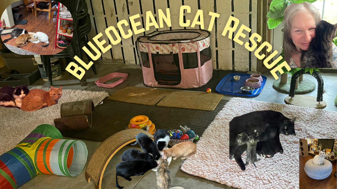 Support a Disabled Cat Rescuer's Mission campaign photo, 4 of 8