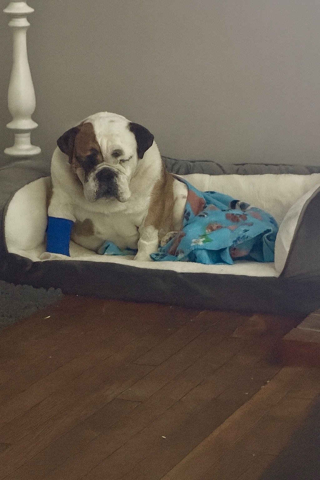 Help Clementine get life saving liver treatment campaign photo, 5 of 6