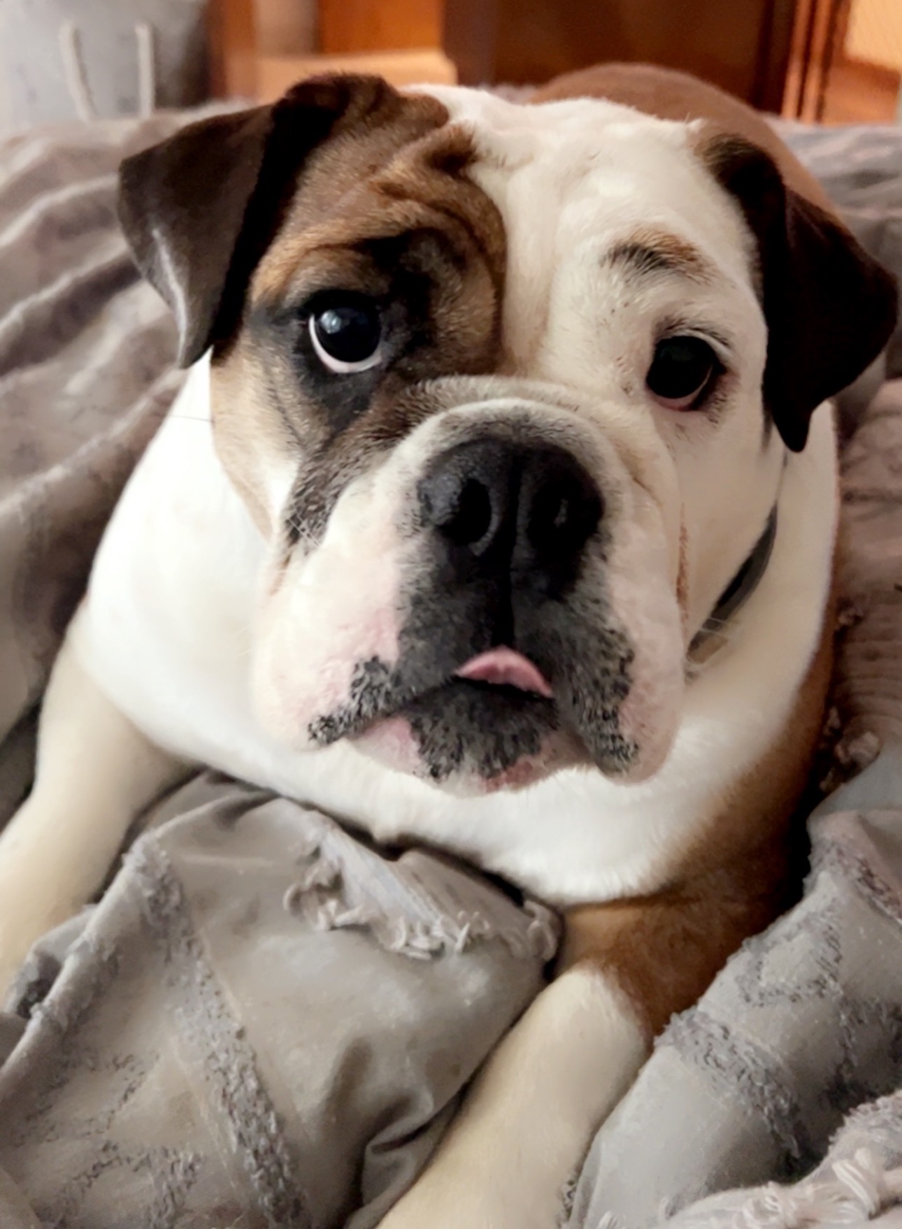 Help Clementine get life saving liver treatment campaign photo, 2 of 6