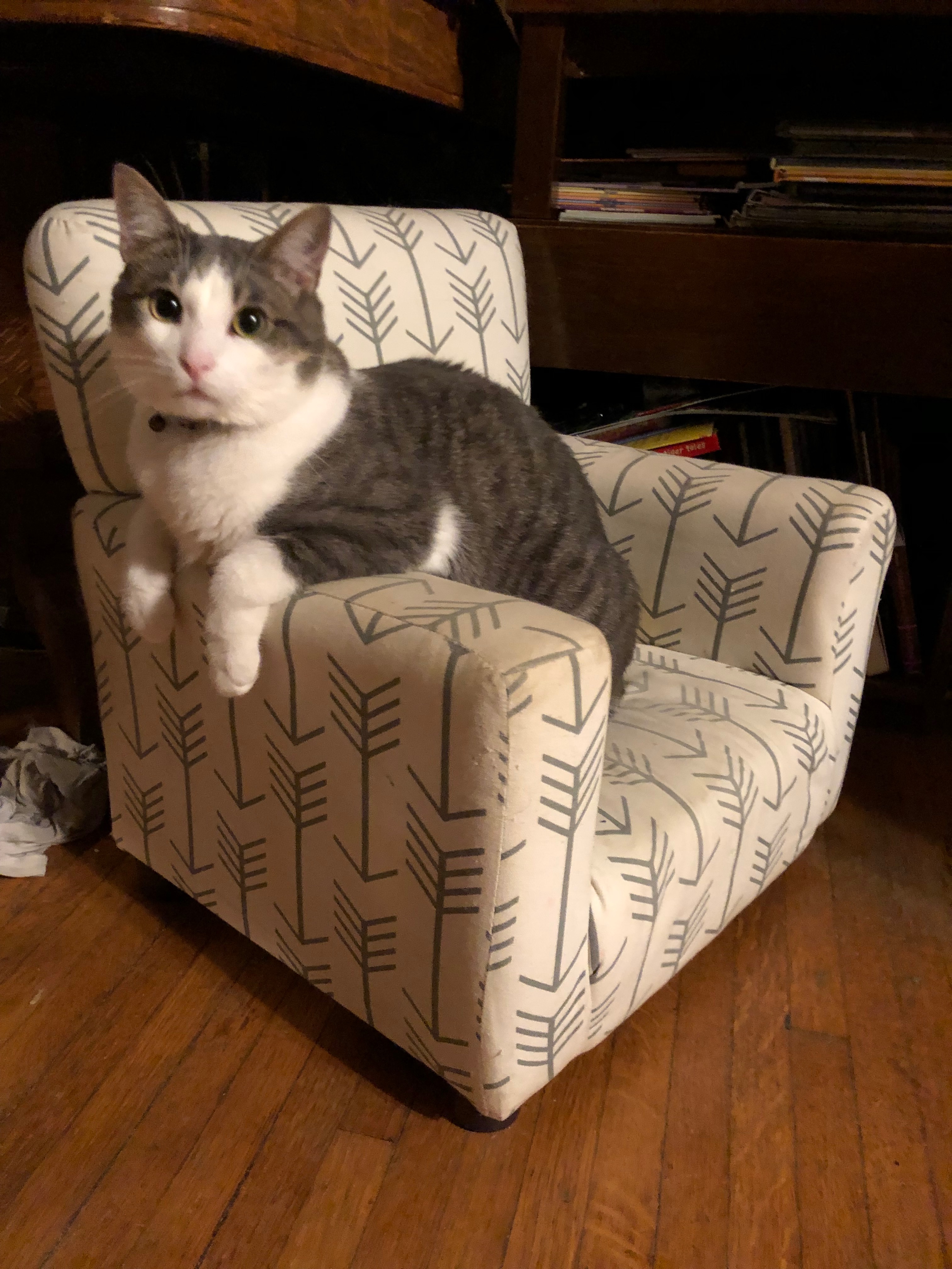 Help Milo Overcome Life-Threatening Crisis campaign photo, 6 of 6