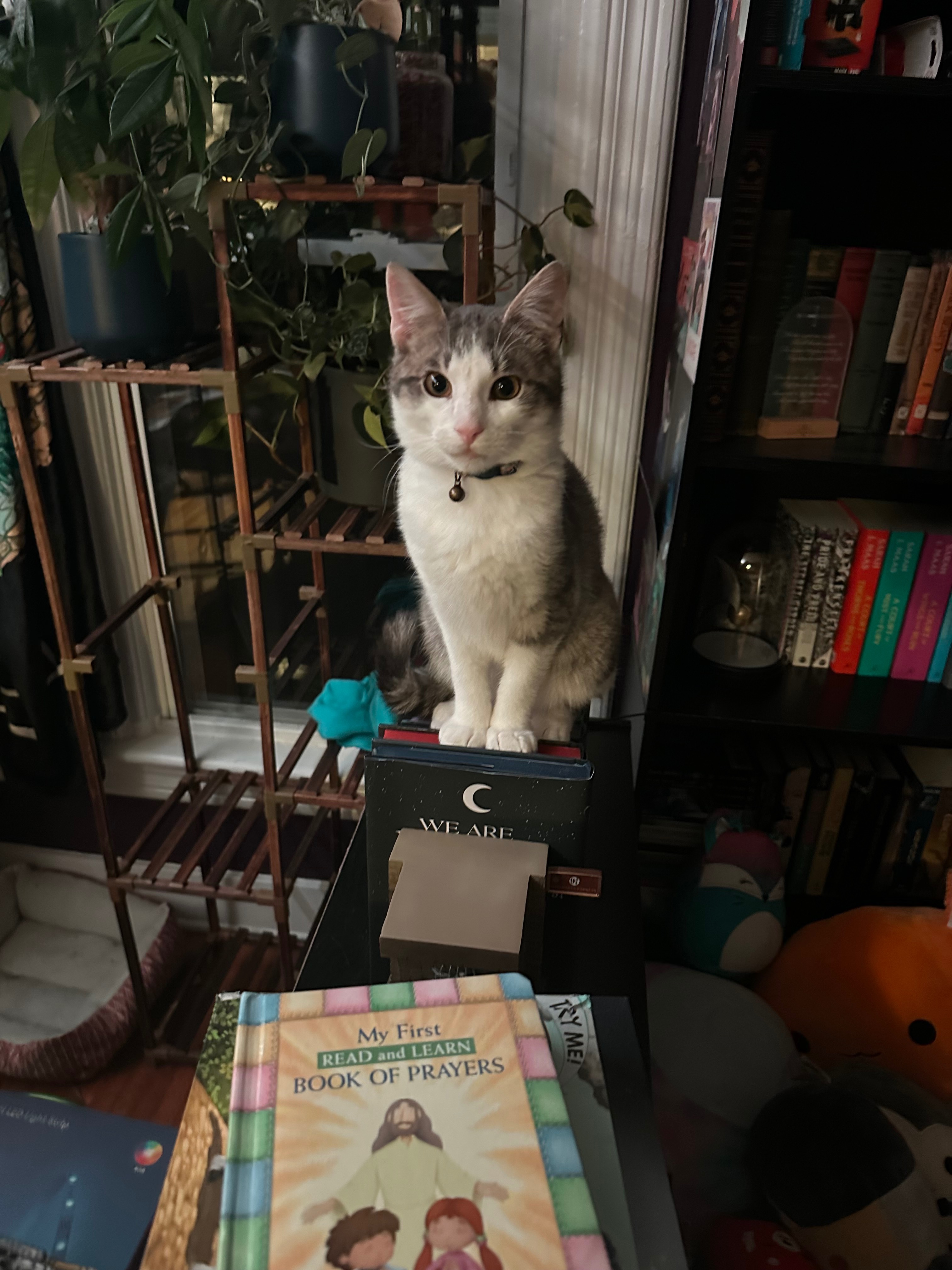 Help Milo Overcome Life-Threatening Crisis campaign photo, 2 of 6