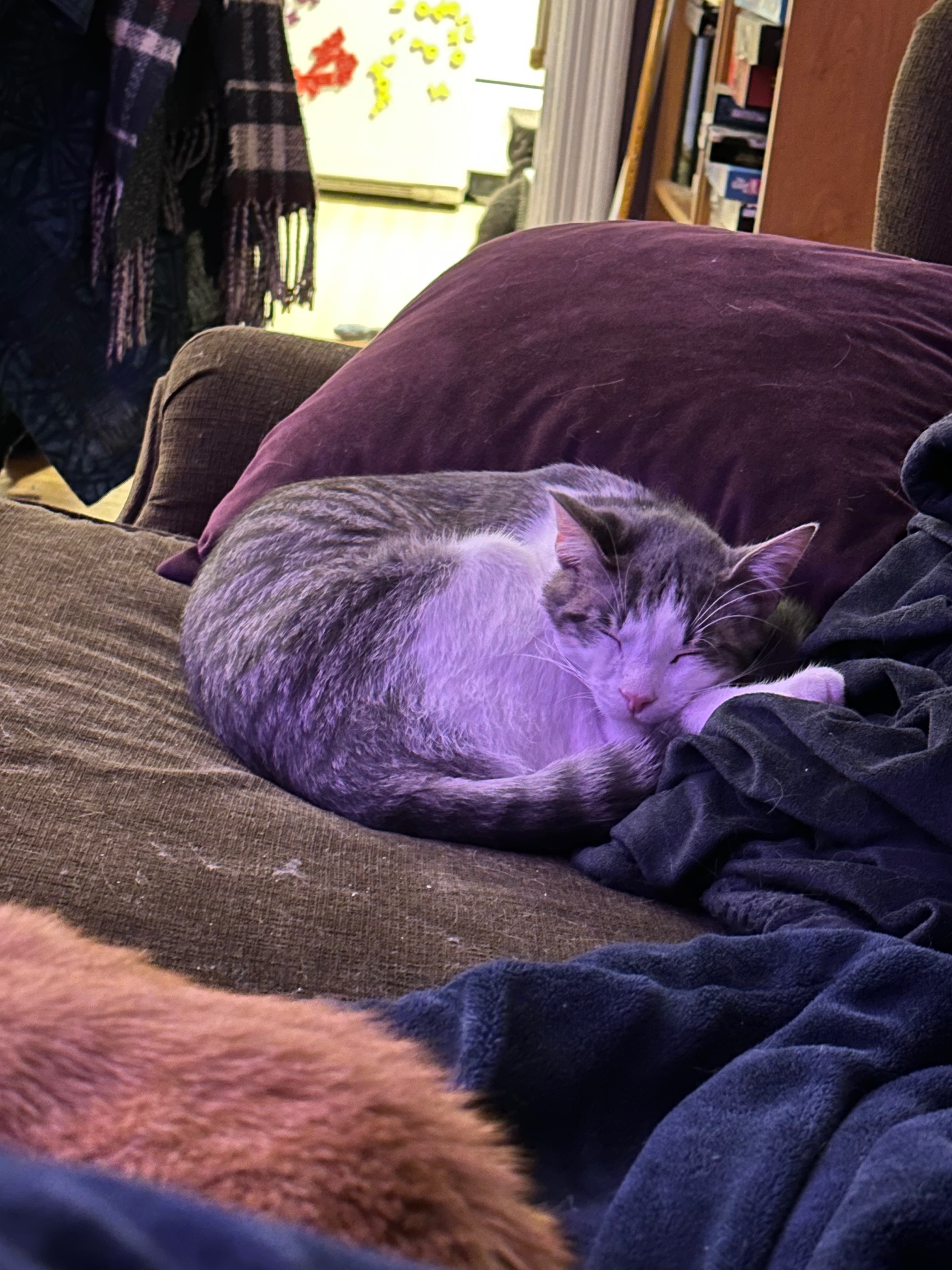 Help Milo Overcome Life-Threatening Crisis campaign photo, 5 of 6