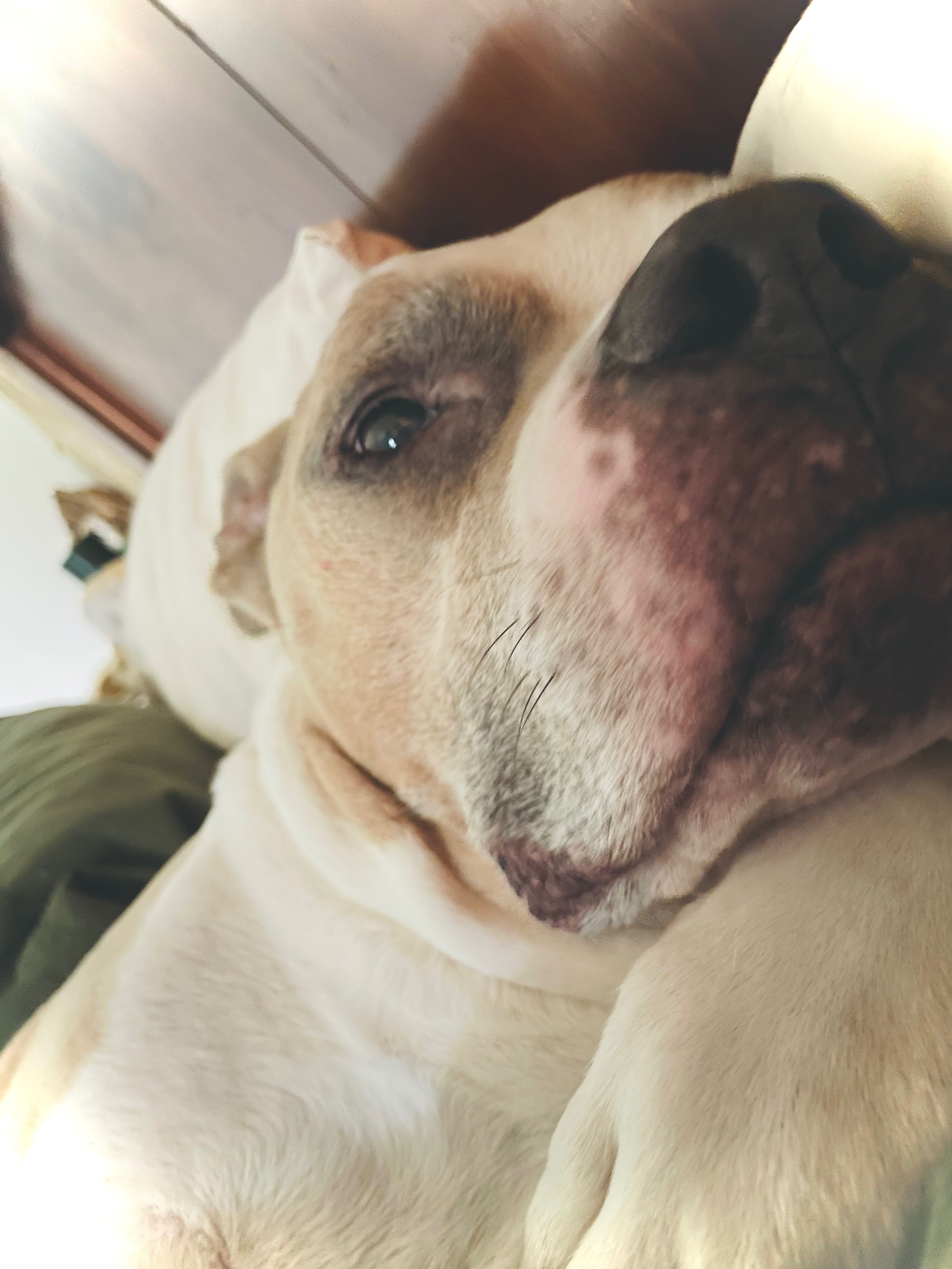 Please help my best friend Prince , we need you campaign photo, 4 of 5