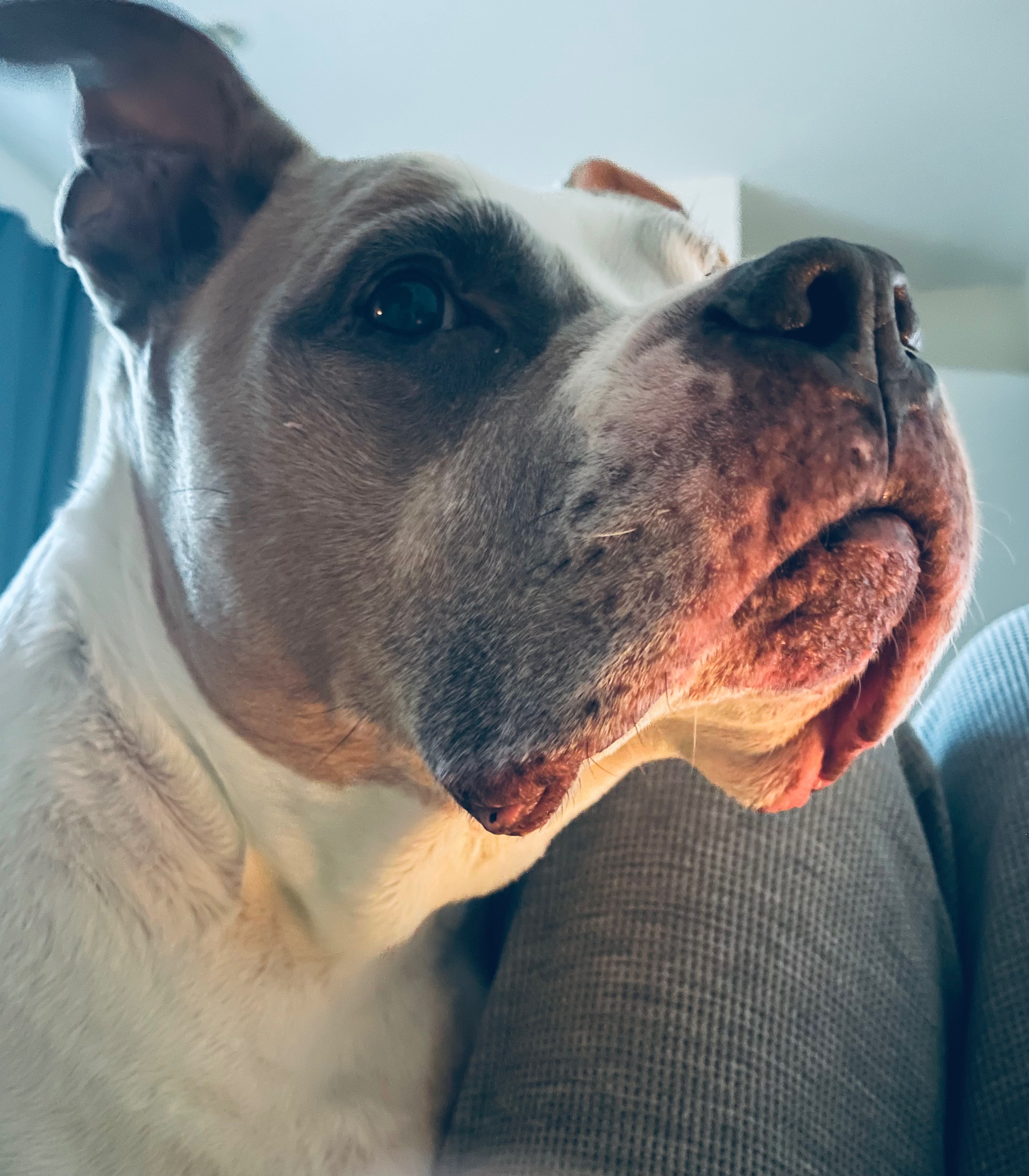 Please help my best friend Prince , we need you campaign photo, 2 of 5