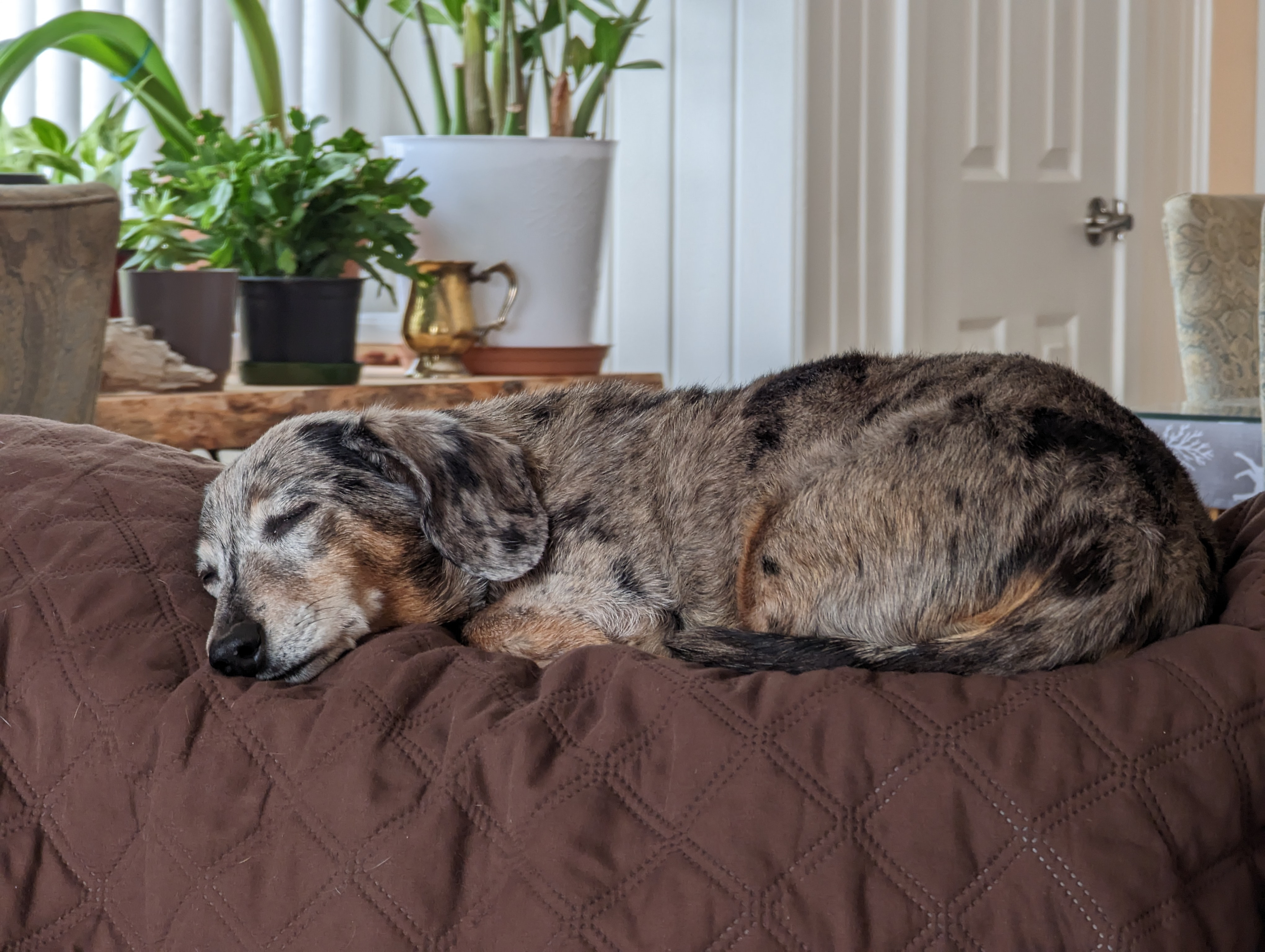 Help Us Honor Abby & Cover Her Final Care campaign photo, 6 of 7