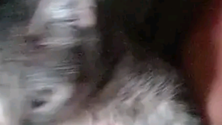 Urgent Support - House Fire - Pet's In Urgent Need Of Food photo