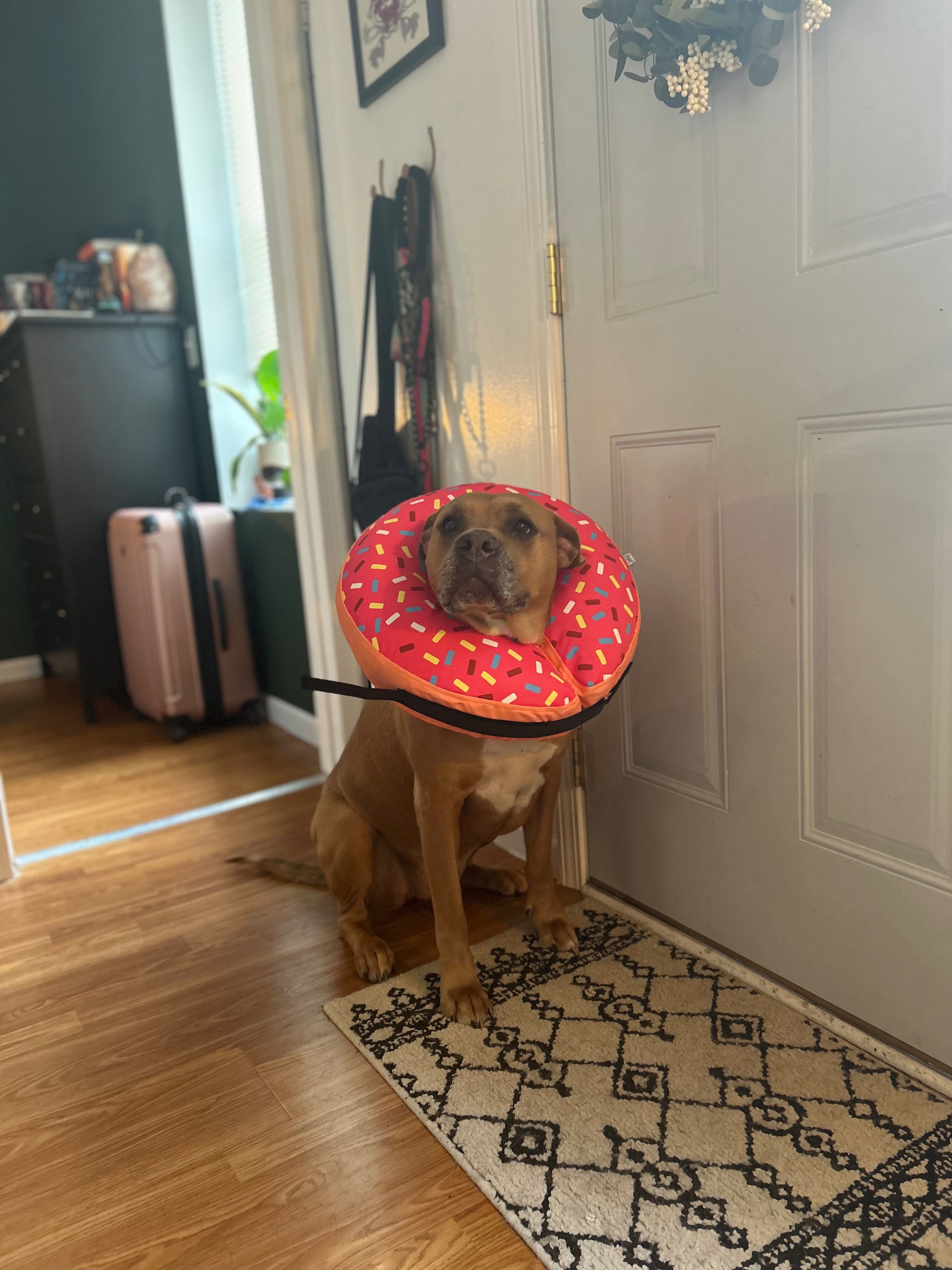 Donate for Olivia's Happy Tail Recovery campaign photo, 7 of 8