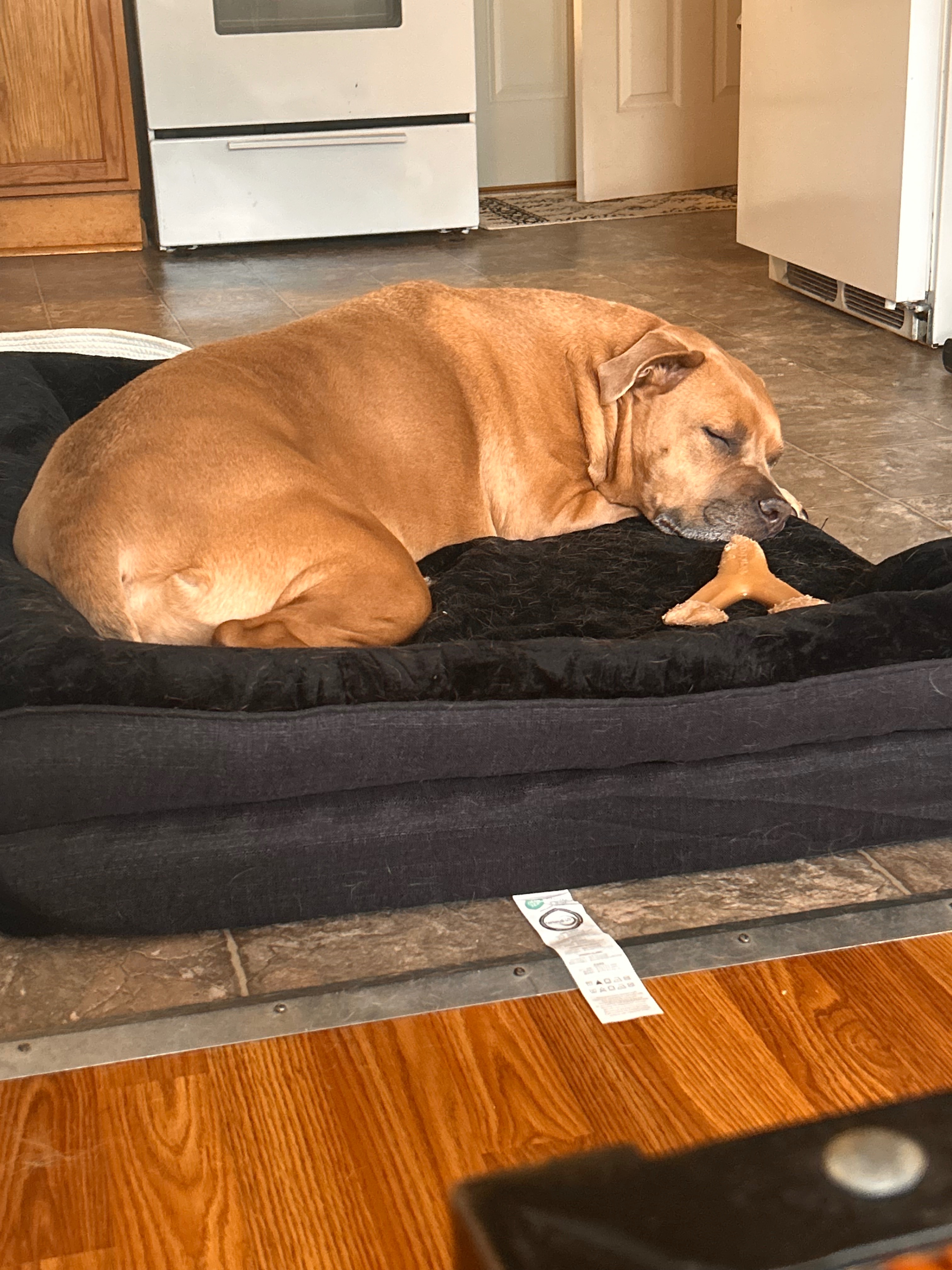 Donate for Olivia's Happy Tail Recovery campaign photo, 2 of 8