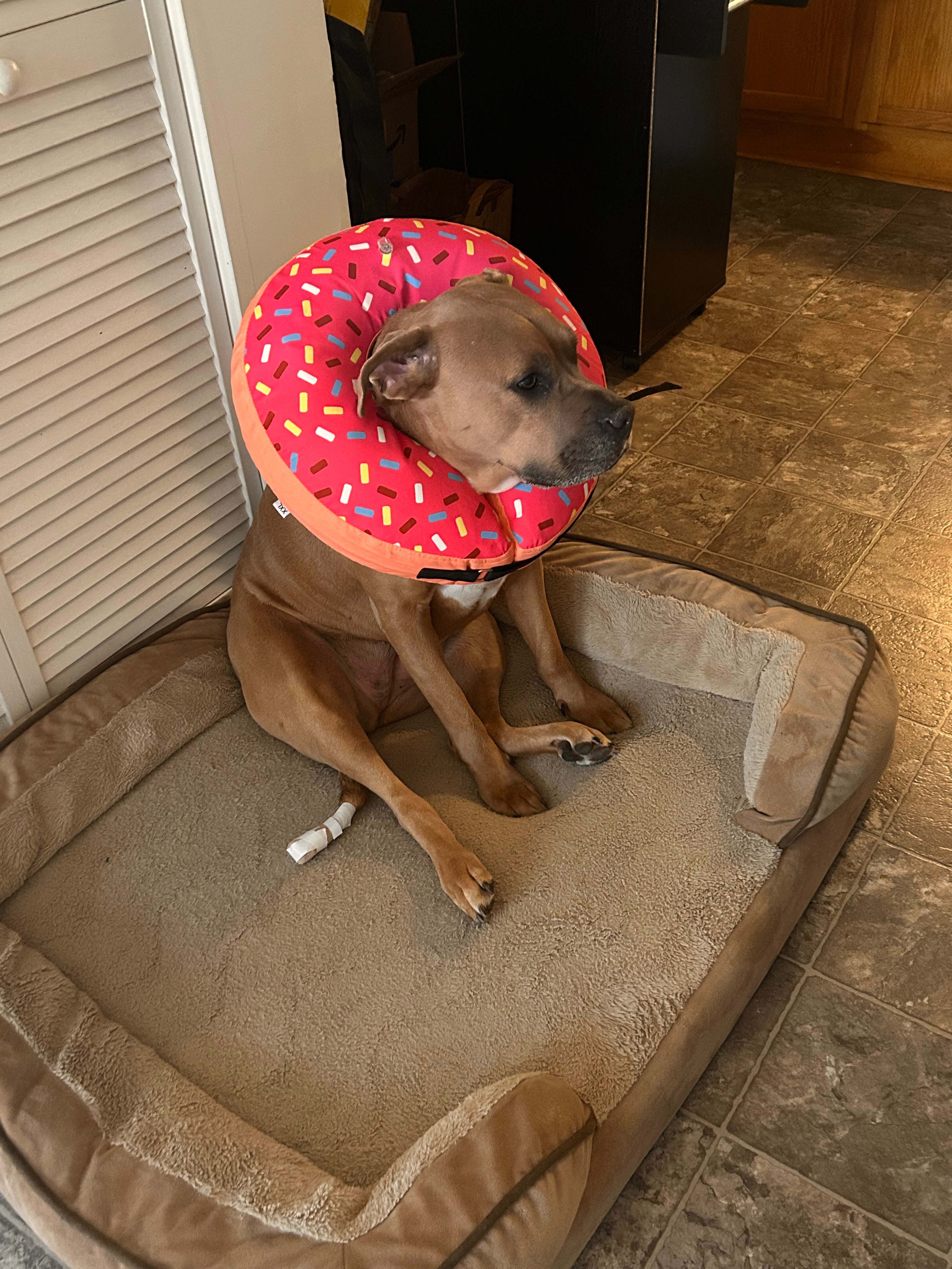 Donate for Olivia's Happy Tail Recovery campaign photo, 5 of 8