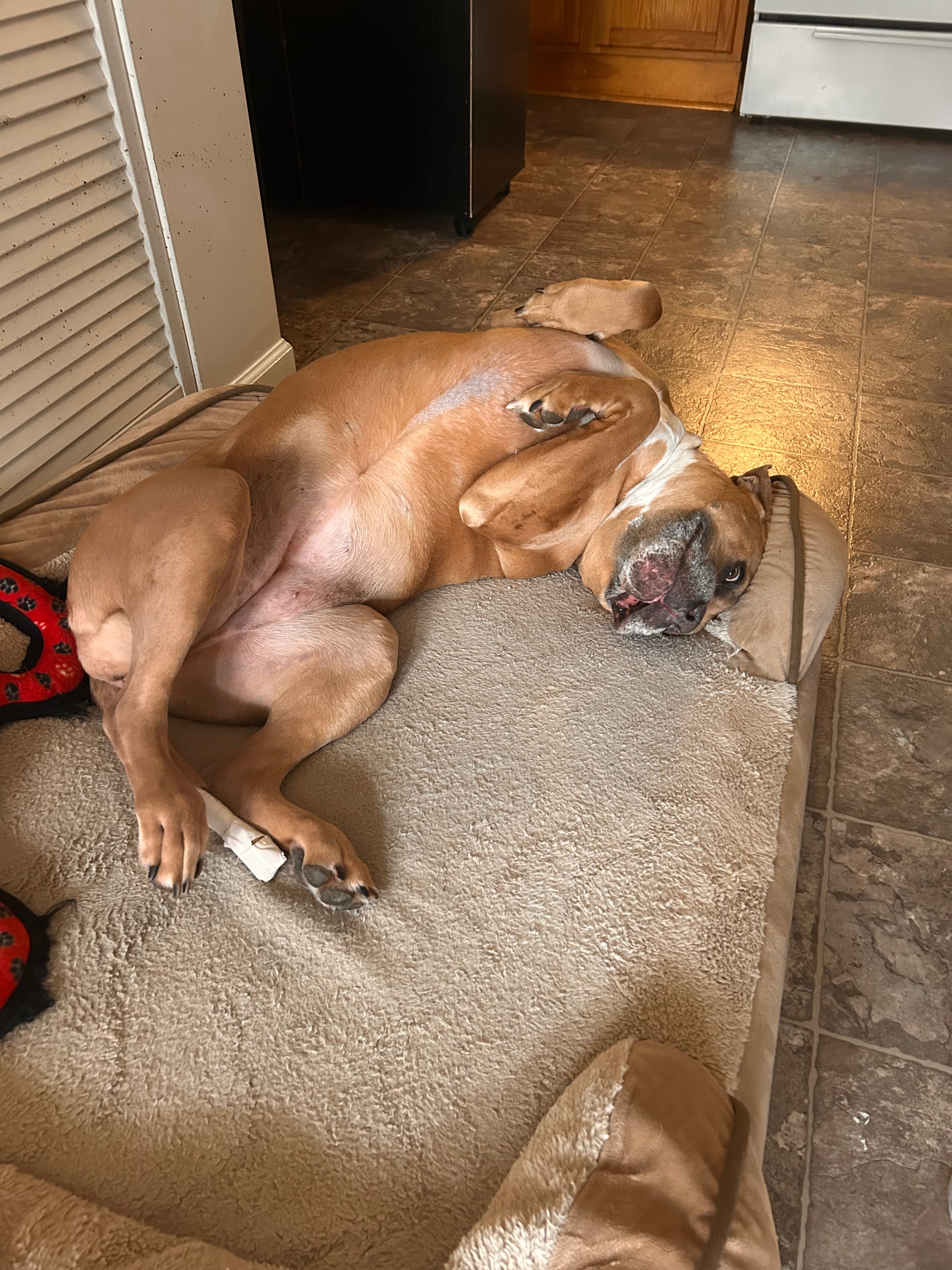 Donate for Olivia's Happy Tail Recovery campaign photo, 4 of 8