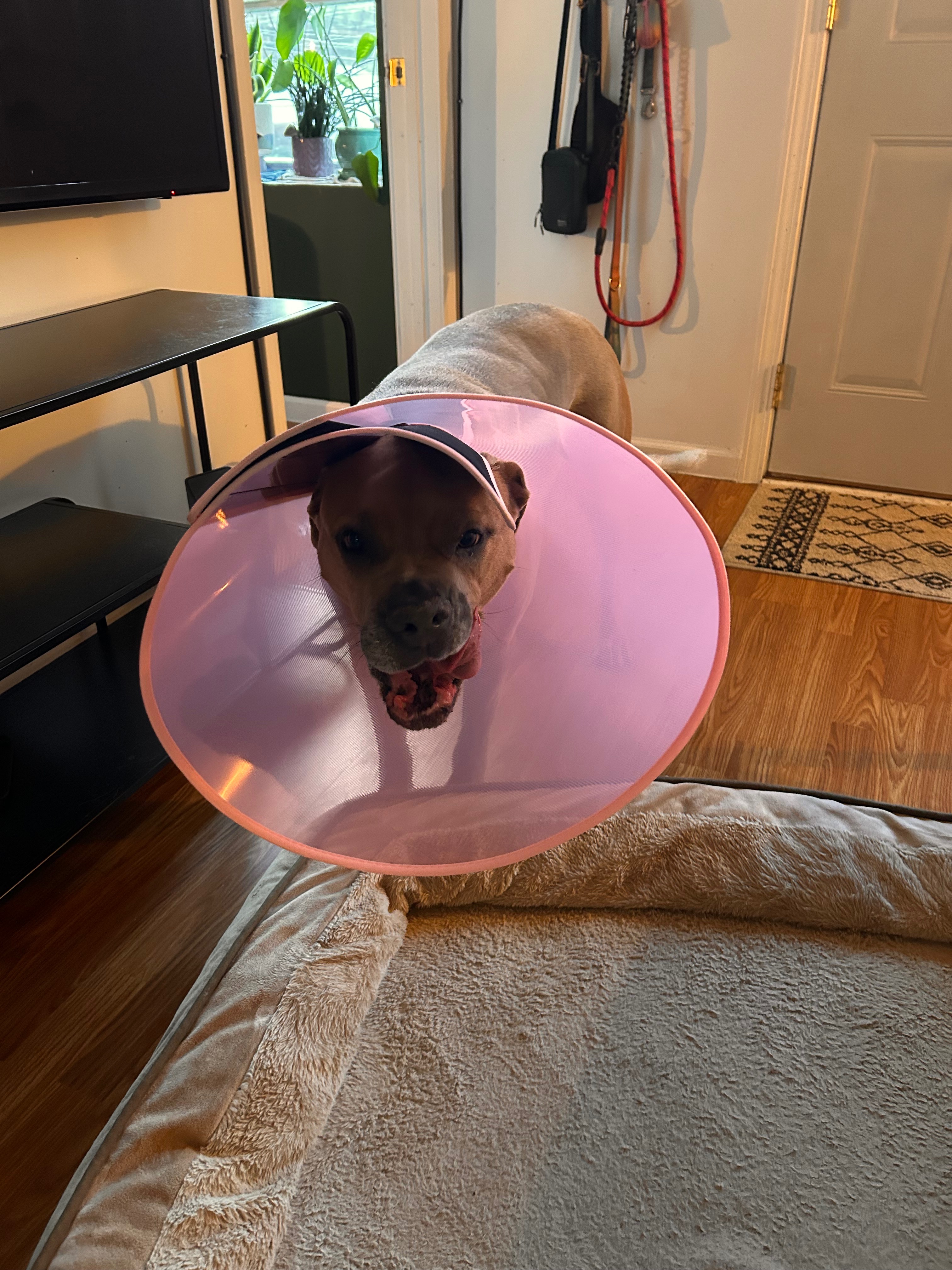 Donate for Olivia's Happy Tail Recovery campaign photo, 6 of 8