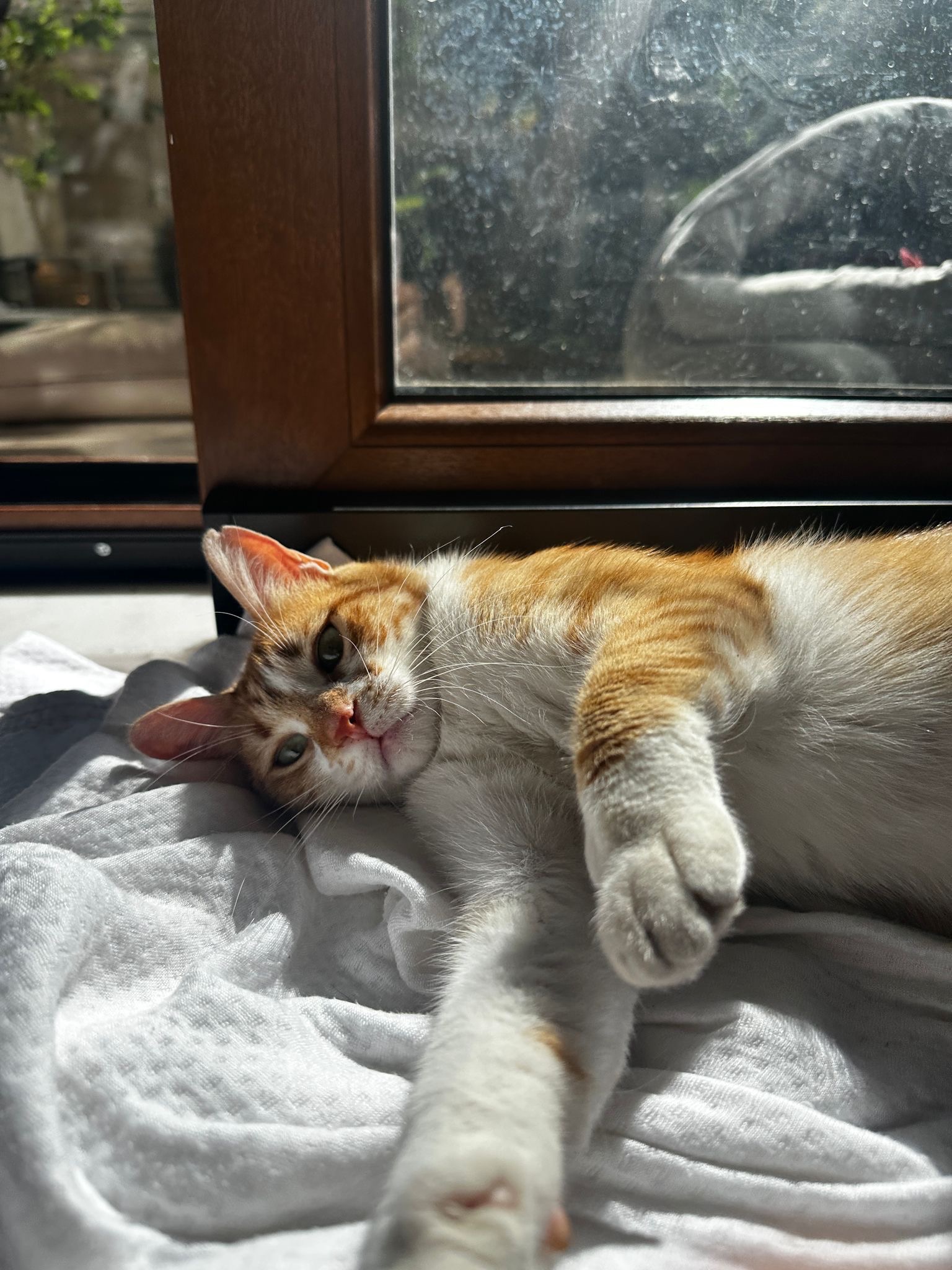 Hera Animal Rescue campaign photo, 4 of 8