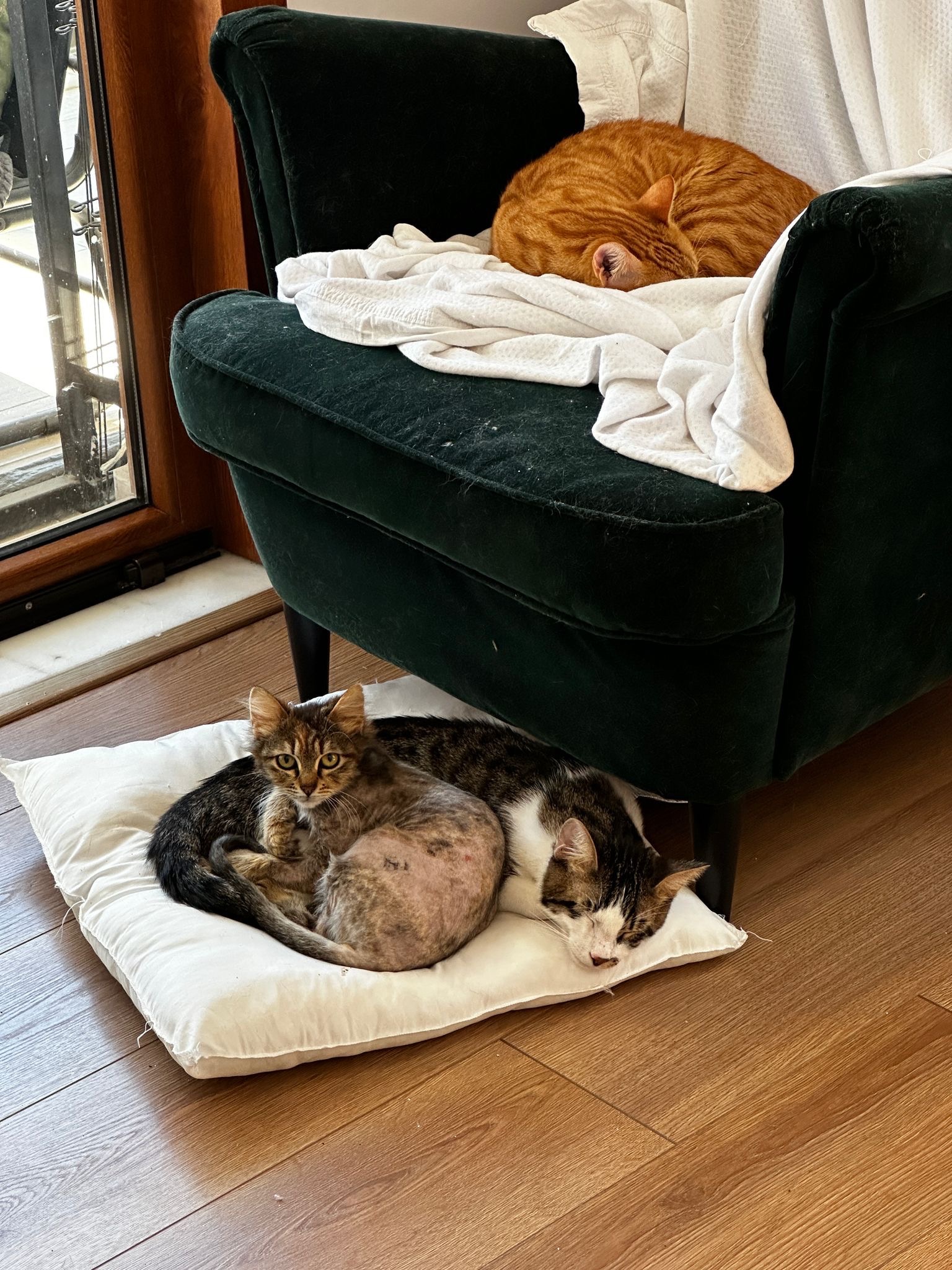 Hera Animal Rescue campaign photo, 5 of 8