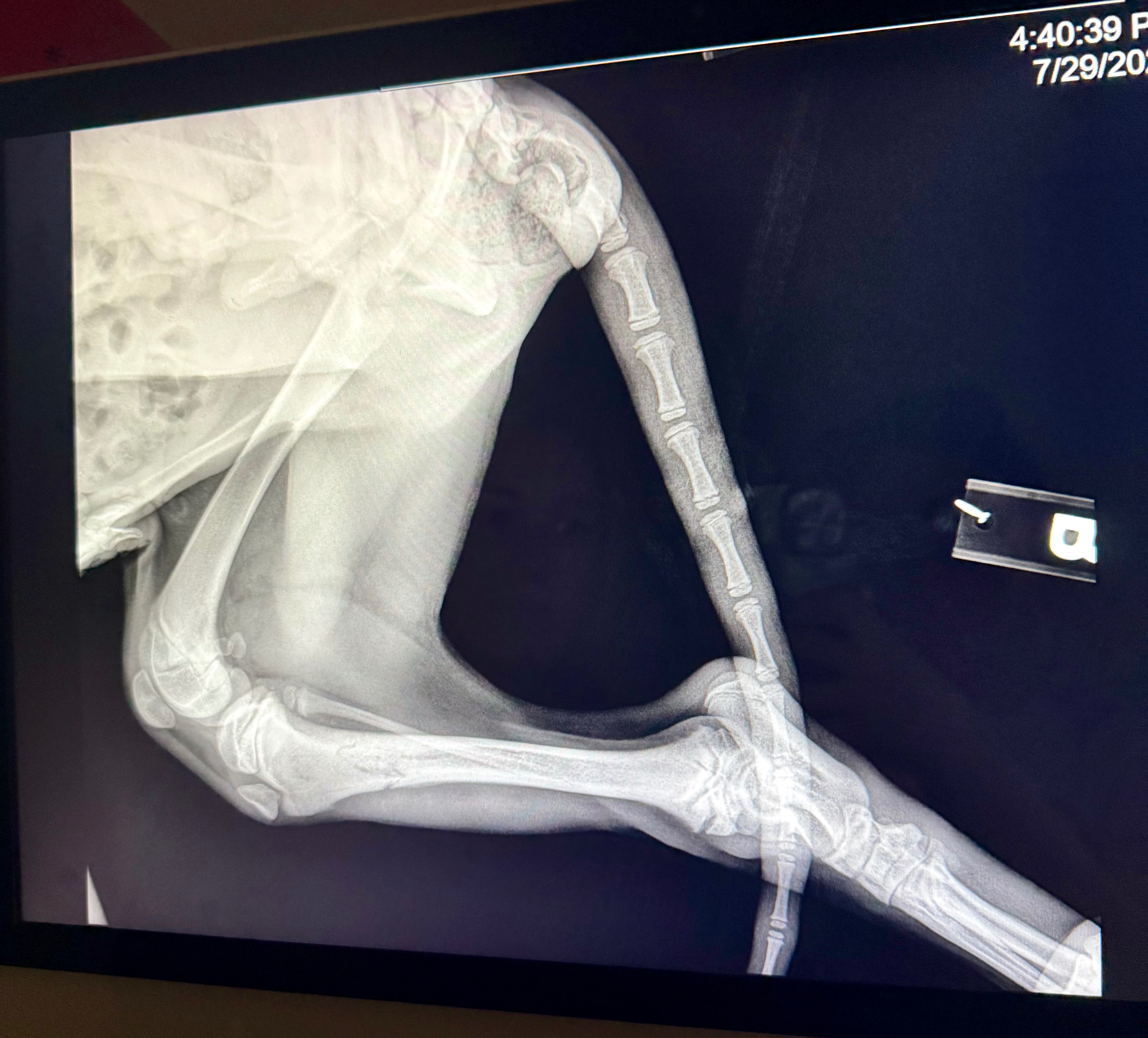 Urgent Rescue: Help This Puppy Walk Again campaign photo, 4 of 5