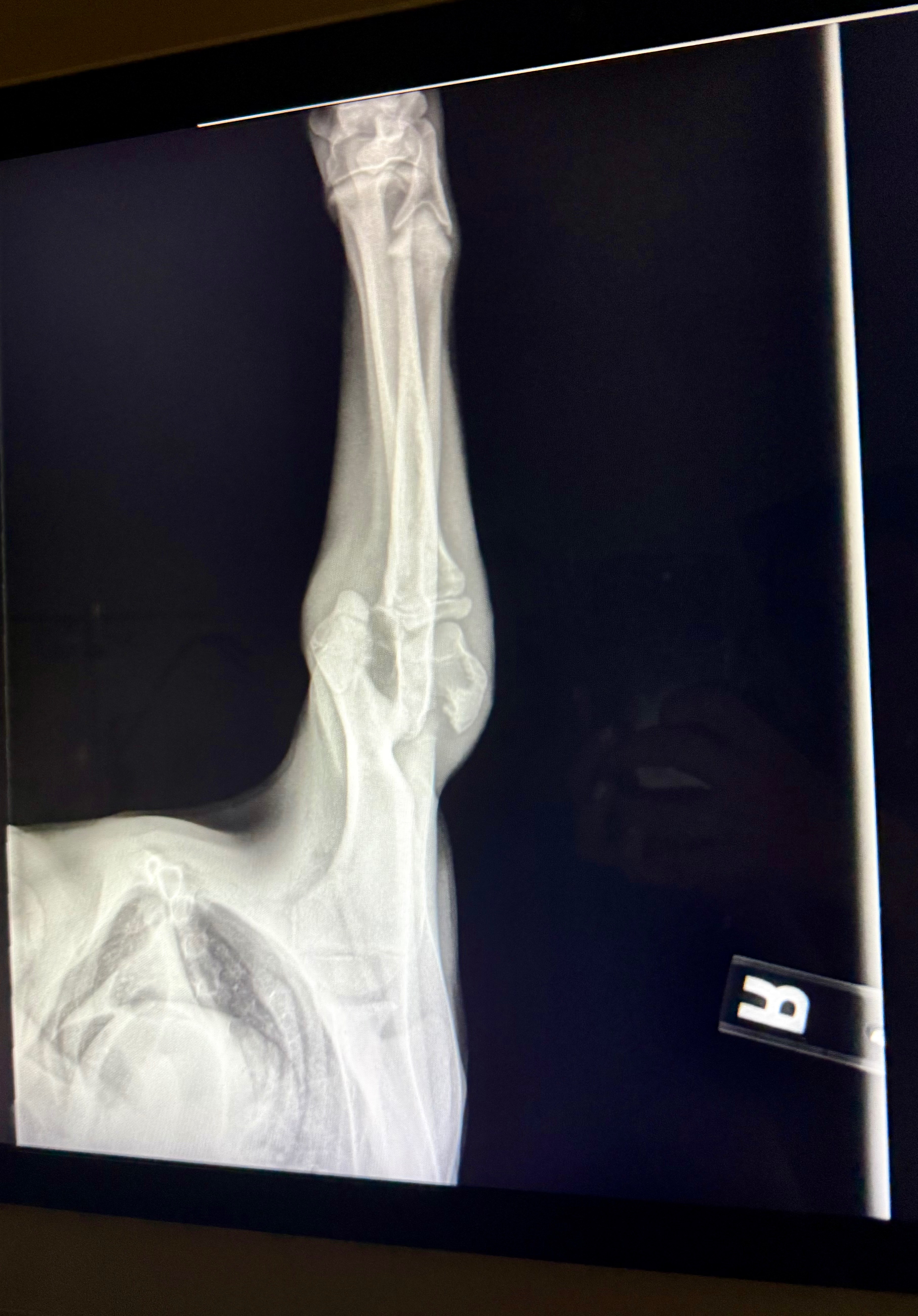 Urgent Rescue: Help This Puppy Walk Again campaign photo, 2 of 5