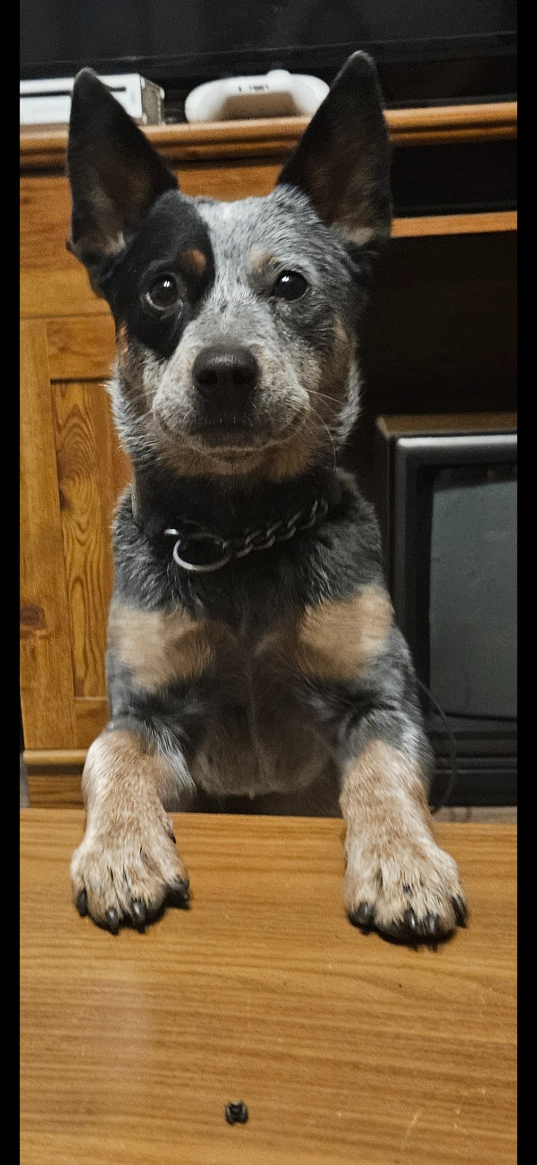 Help Athena Heal: A Second Chance for a Good Girl campaign photo, 7 of 8