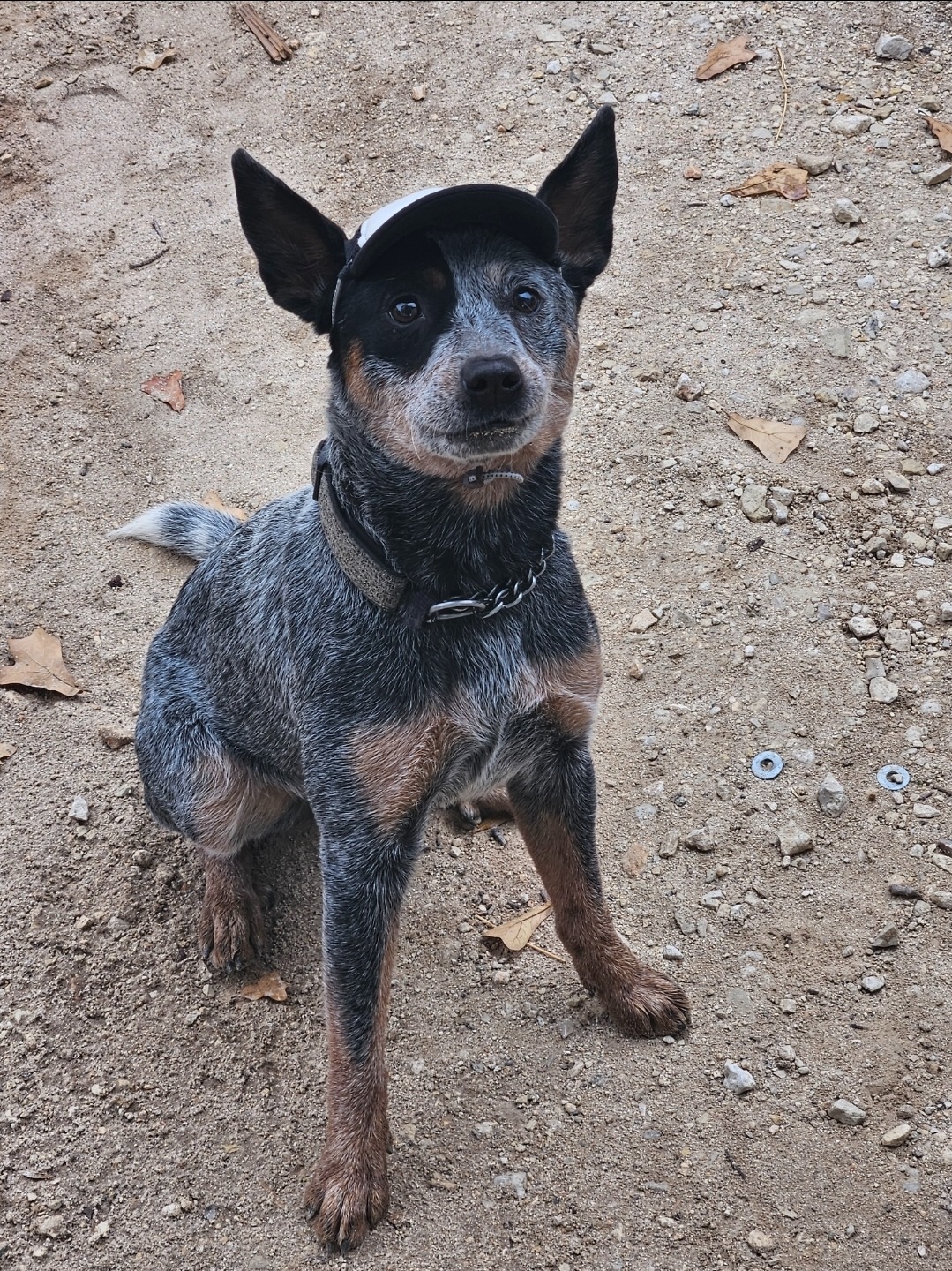 Help Athena Heal: A Second Chance for a Good Girl campaign photo, 2 of 8